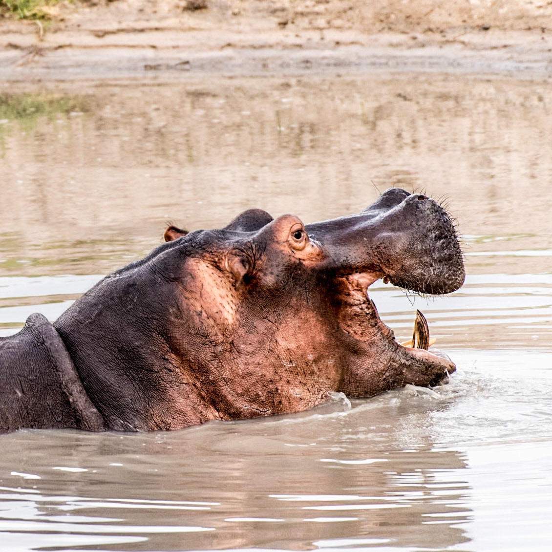 Part 8 of 9 of the sequence of a hippo yawning