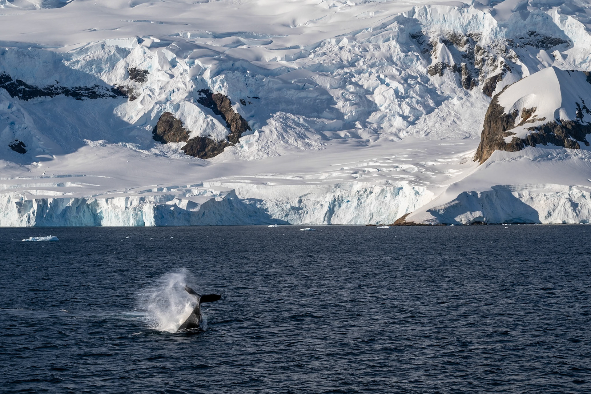 Humpback whale diving for dinner... on average they consume 4,400 – 5,500 pounds of plankton, krill, and small crustaceans daily