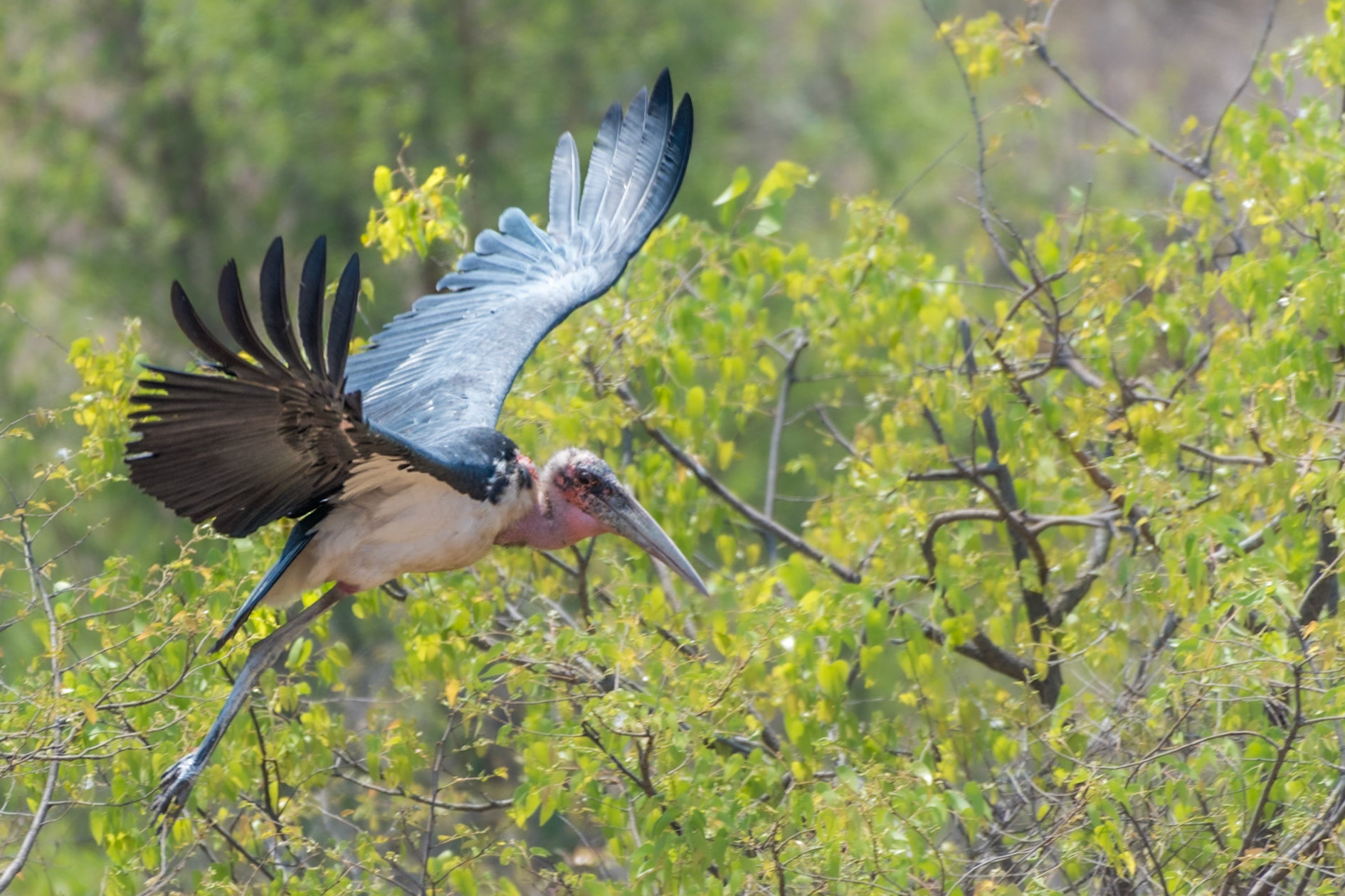 Botswana - Marabou Stork (Leptoptilos crumenifer)