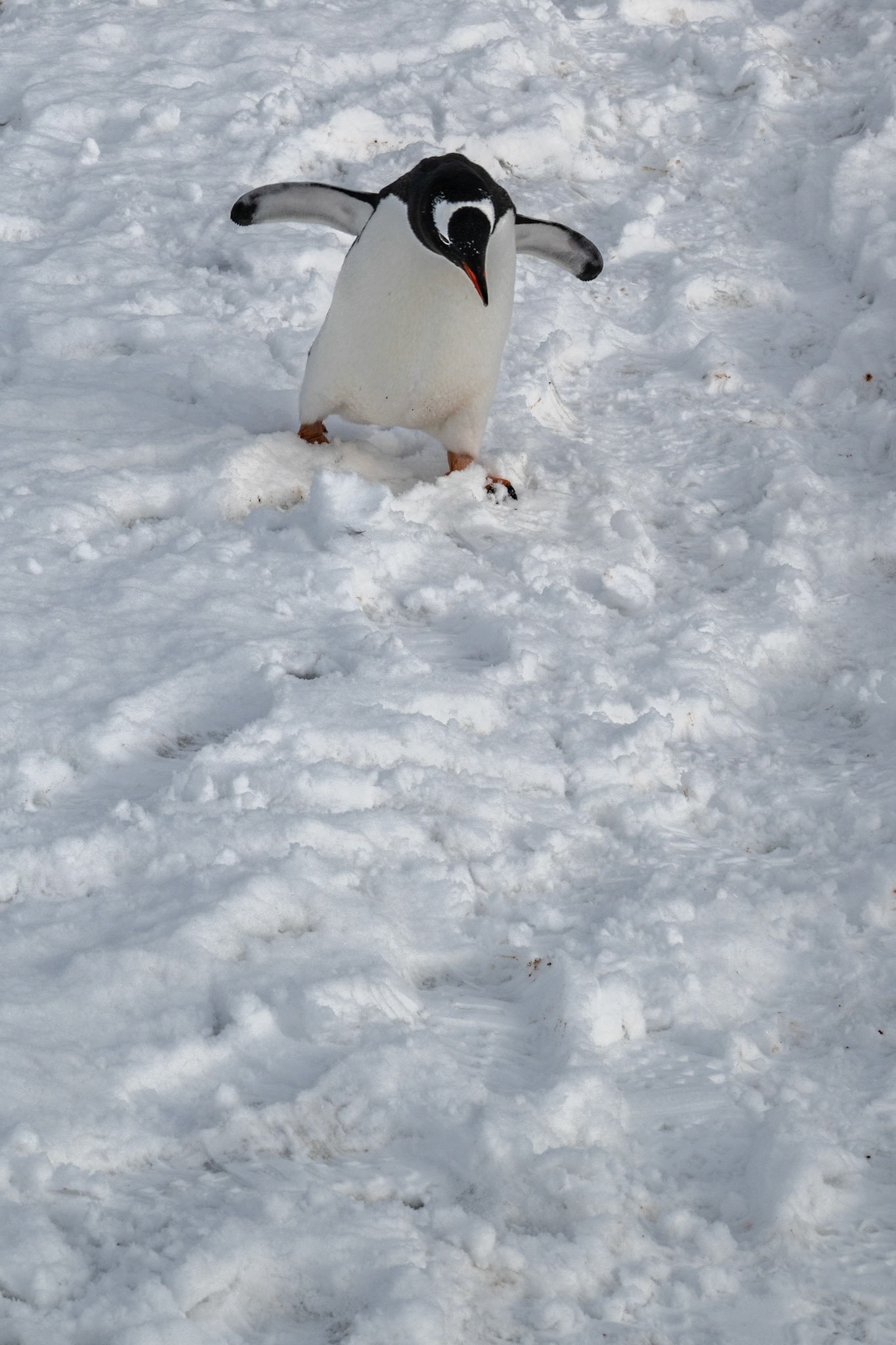 Gentoo Penguin (Pygoscelis papua) CHARGING toward me :-D No, but they do move at a fairly good clip - this one was getting ready to make a left turn...