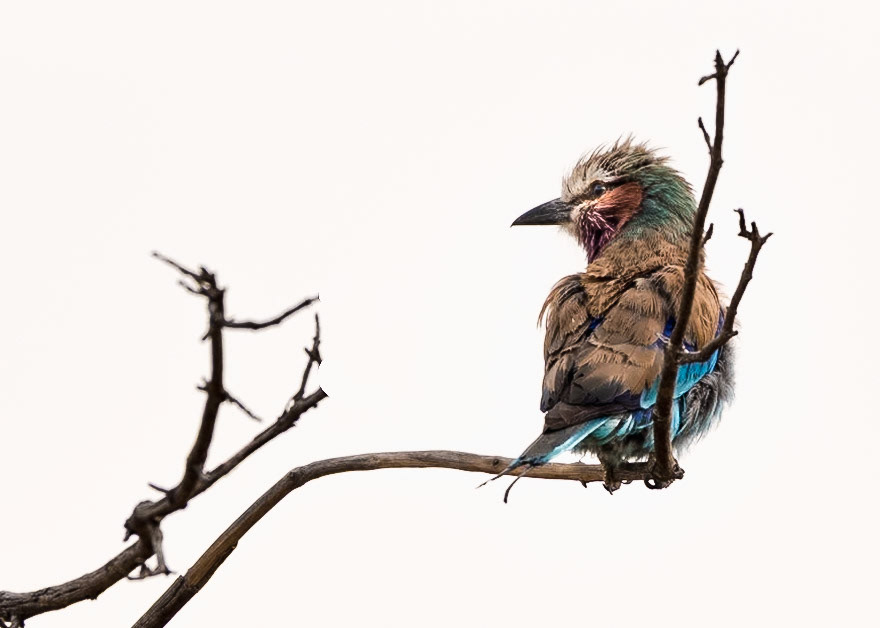 Lilac-Breasted Roller (Coracias caudatus) This one is drying off after a bath or possibly a rain shower (albeit we didn't get a lot of rain the dirt road was damp), compare to the other image here of a dry one.