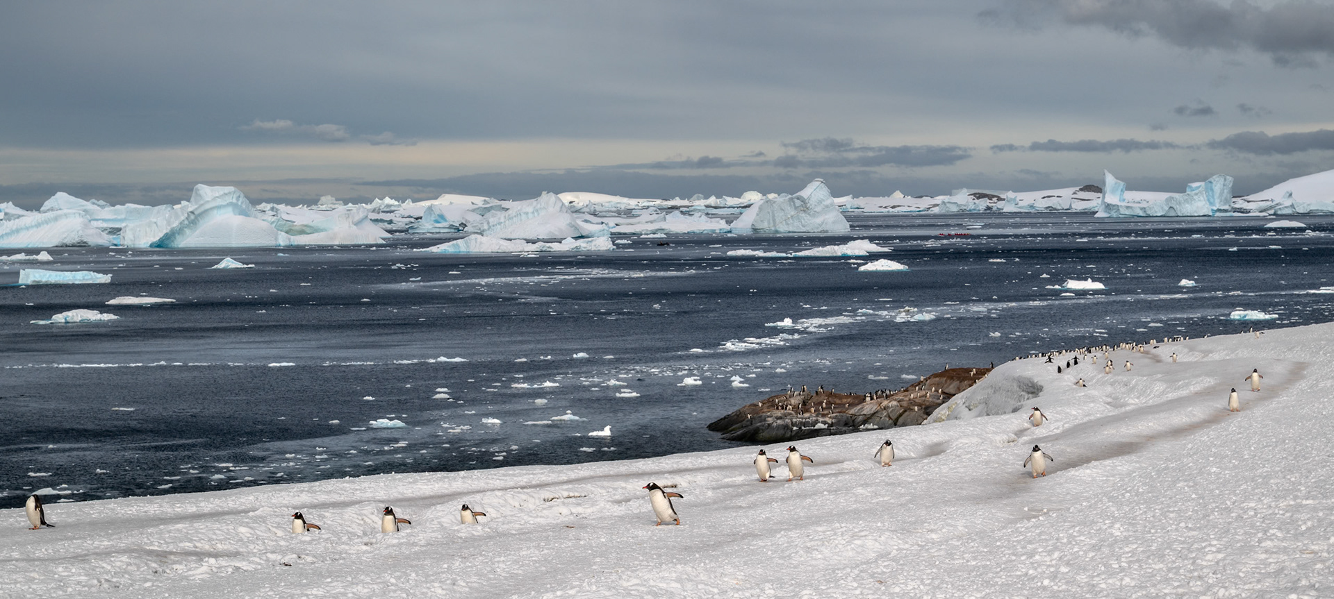 A waddle of Gentoo Penguins out for stroll on their personal interstate highway