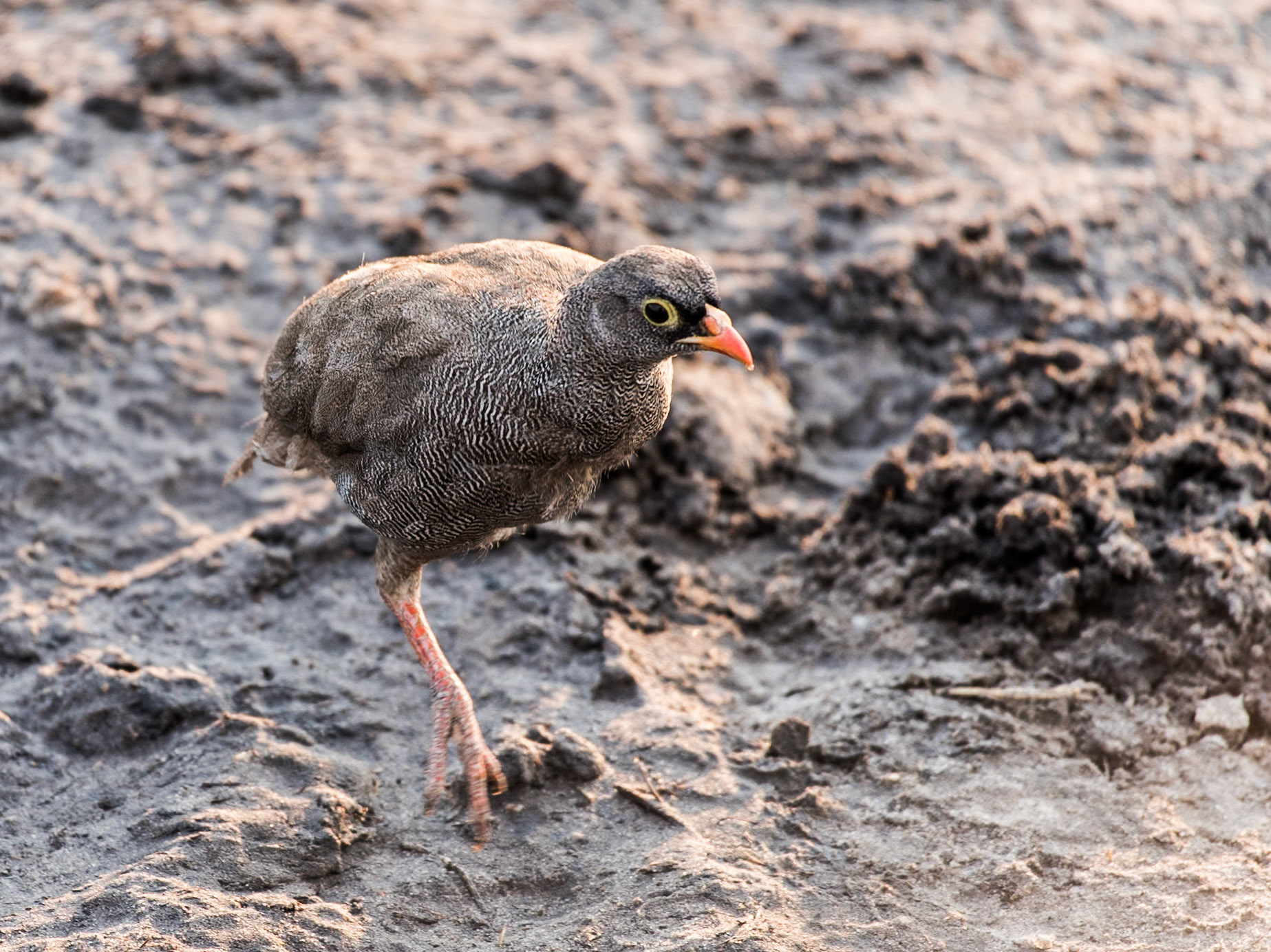 Helmeted Guinea Fowl (Numida meleagris) Hoppping along on one leg it made me wonder how this bird managed to get away.