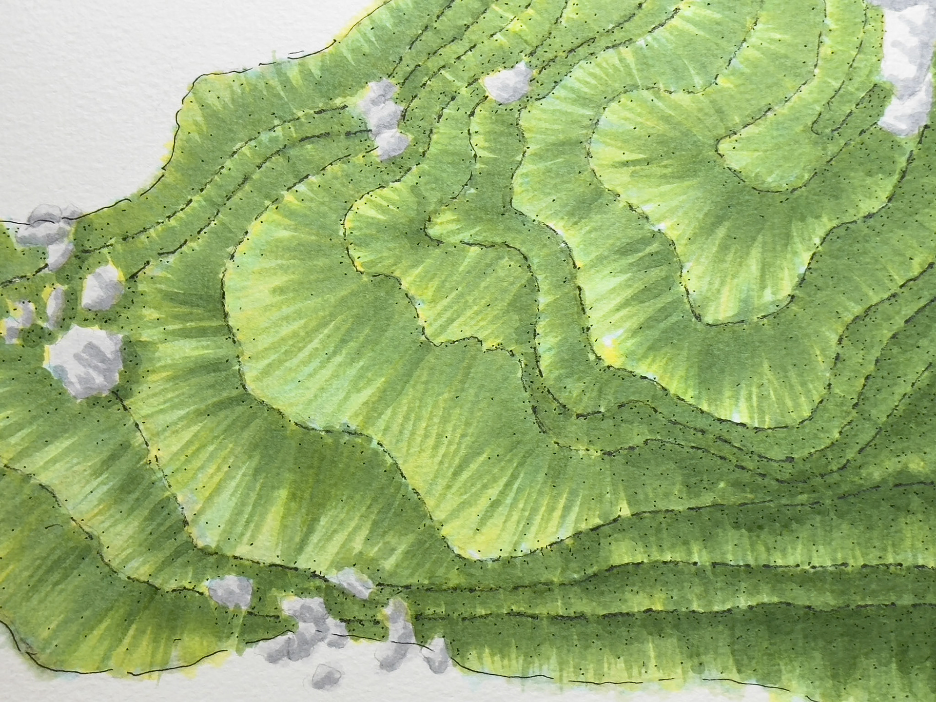 adding various layers of lead pencil, ink, blendding the copic marker, et