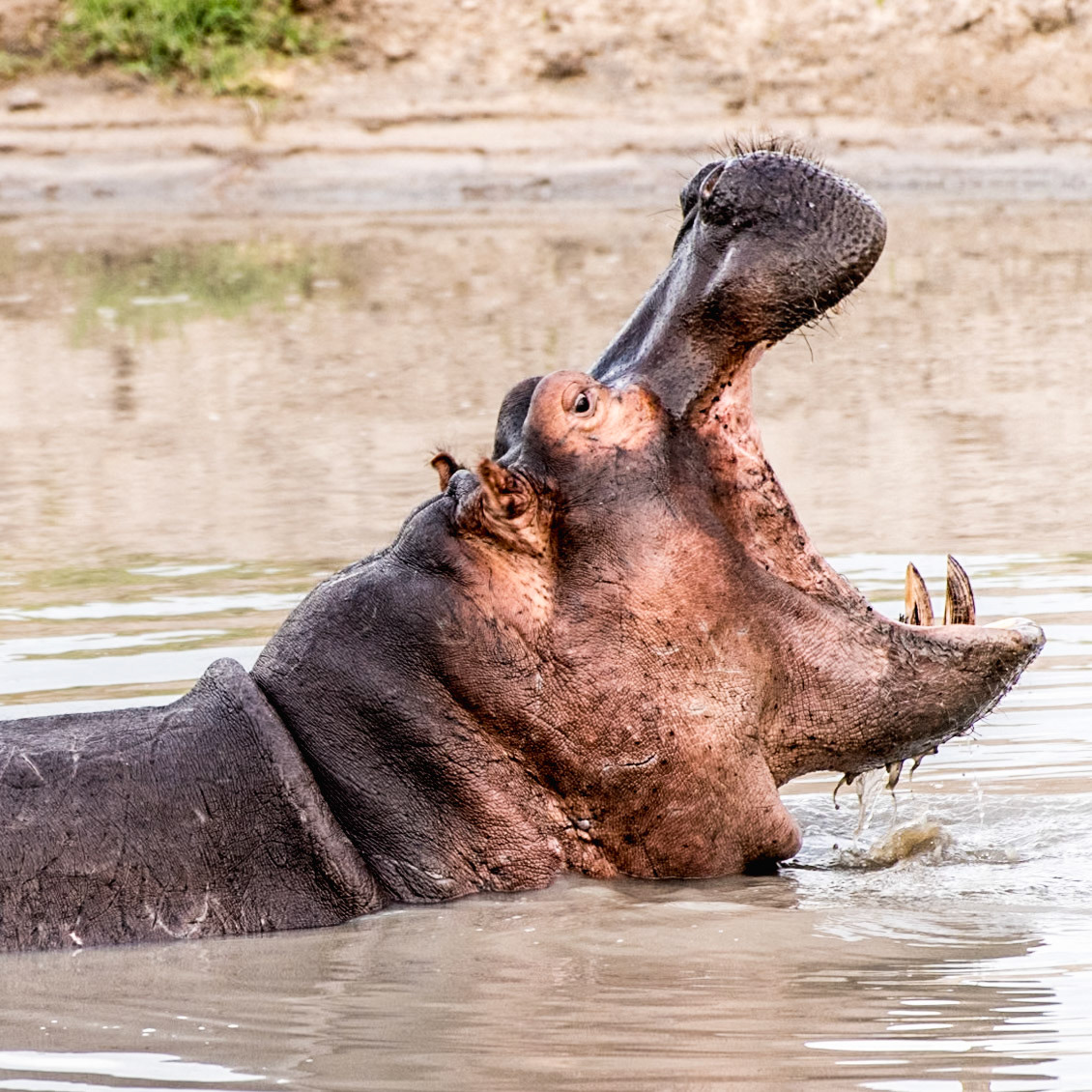 Part 7 of 9 of the sequence of a hippo yawning