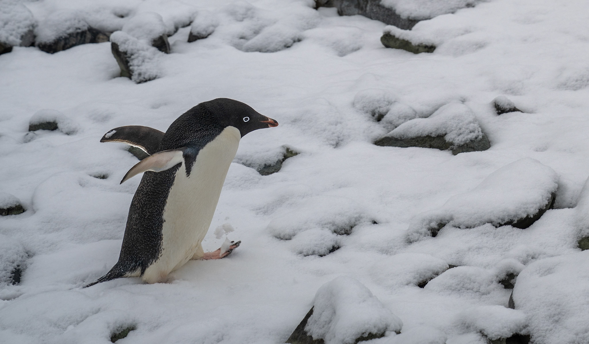 Adélie Penguin (Pygoscelis adeliae). We saw several varieties of penguins, make note of the area around the eyes for material differences.