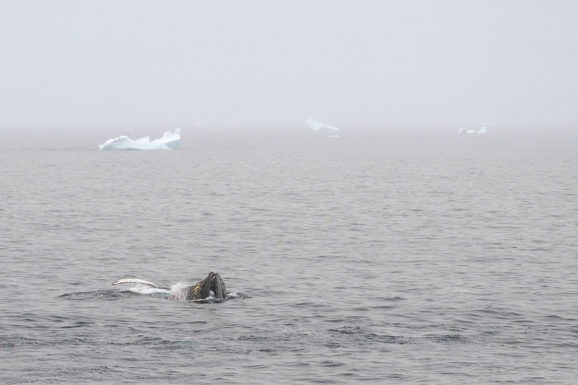 wonderous shows as they feed on krill abundant in the Antartic