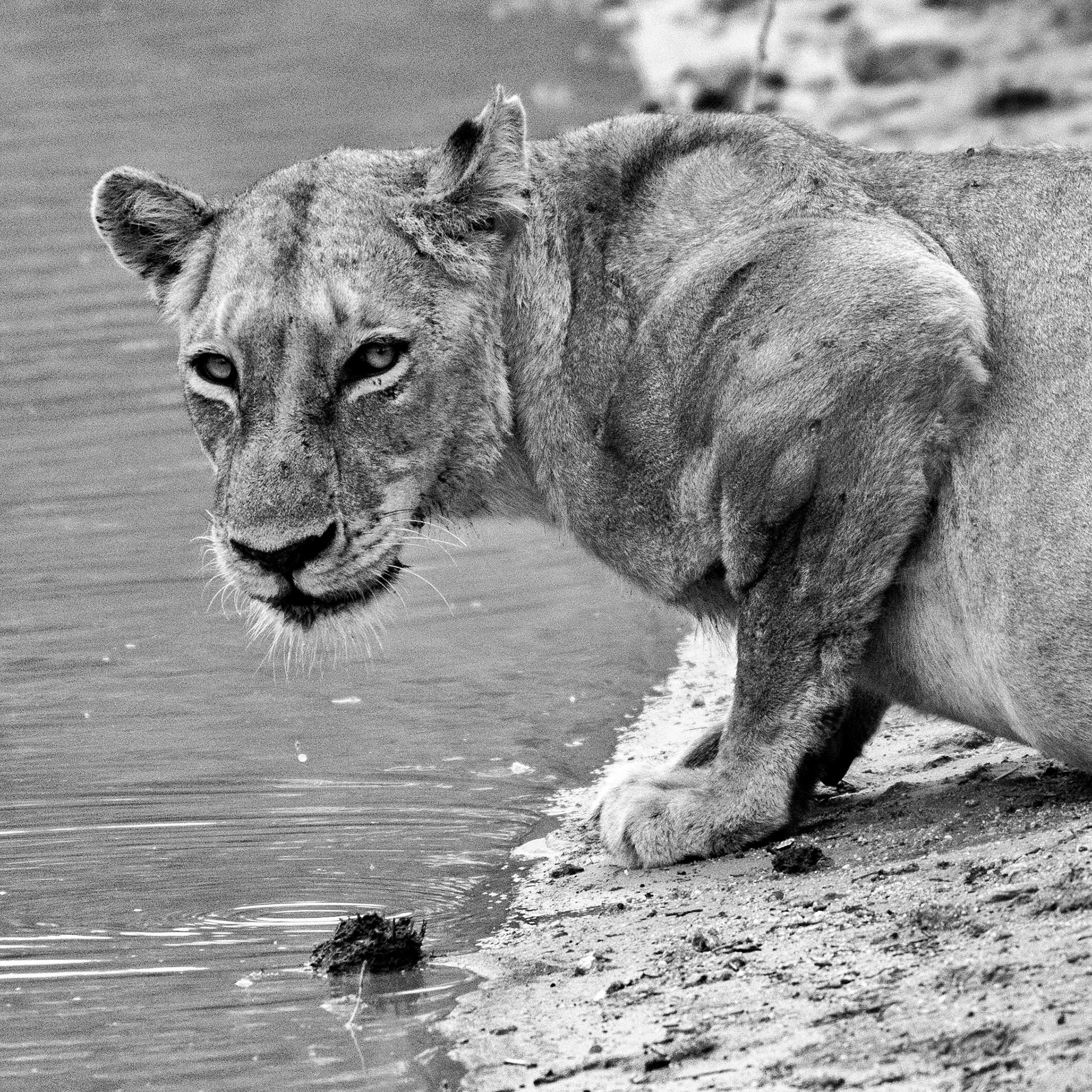 Truly she's looking into my lens as if I AM DINNER. Not sure even this long lens would have made a difference had she decided she needed a snack :-O