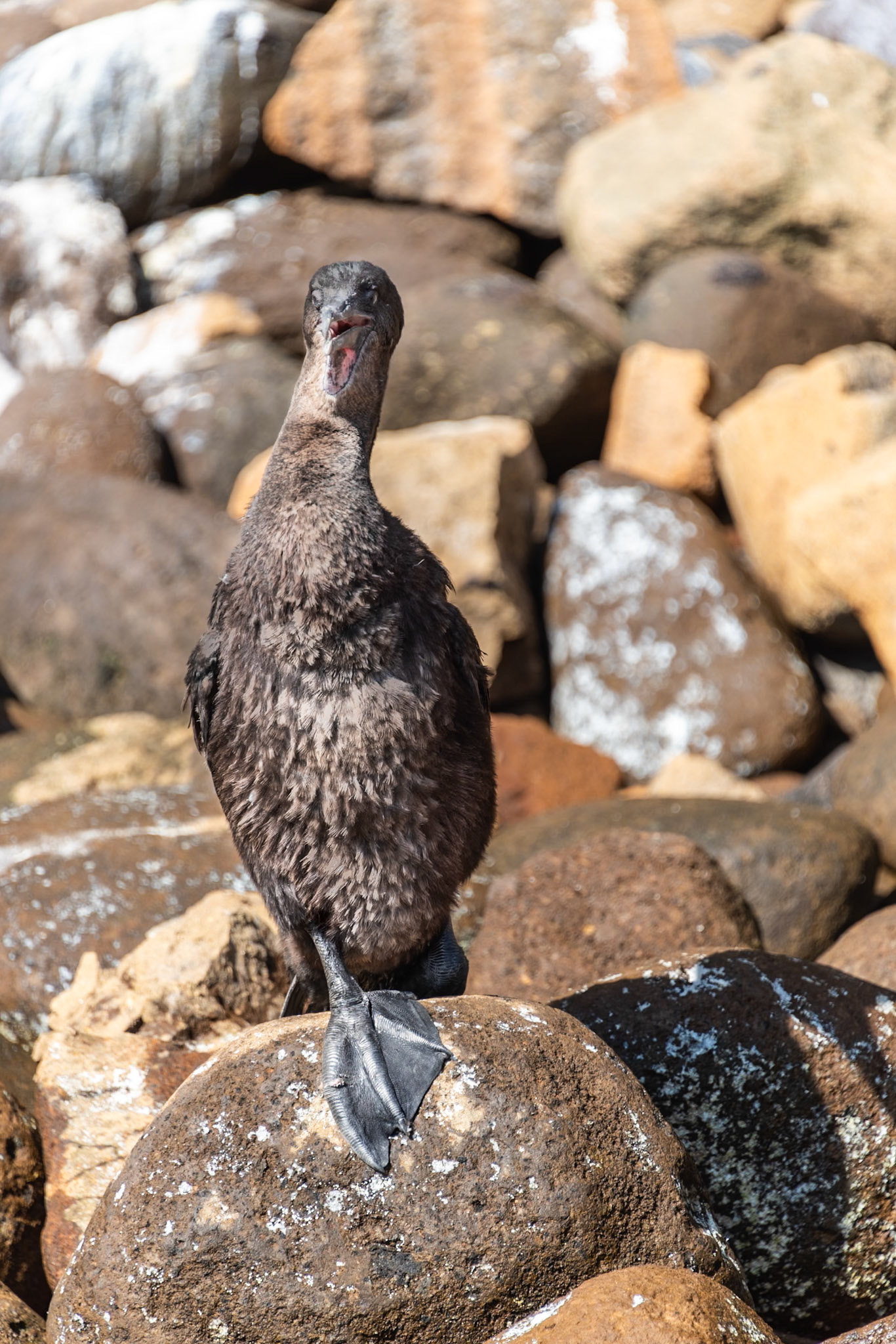 Check out the webbed feet on the Galapagos flightless cormorant (Phalacrocorax harrisi), an endemic species to Galapagos Islands, this one on Isabela Island.