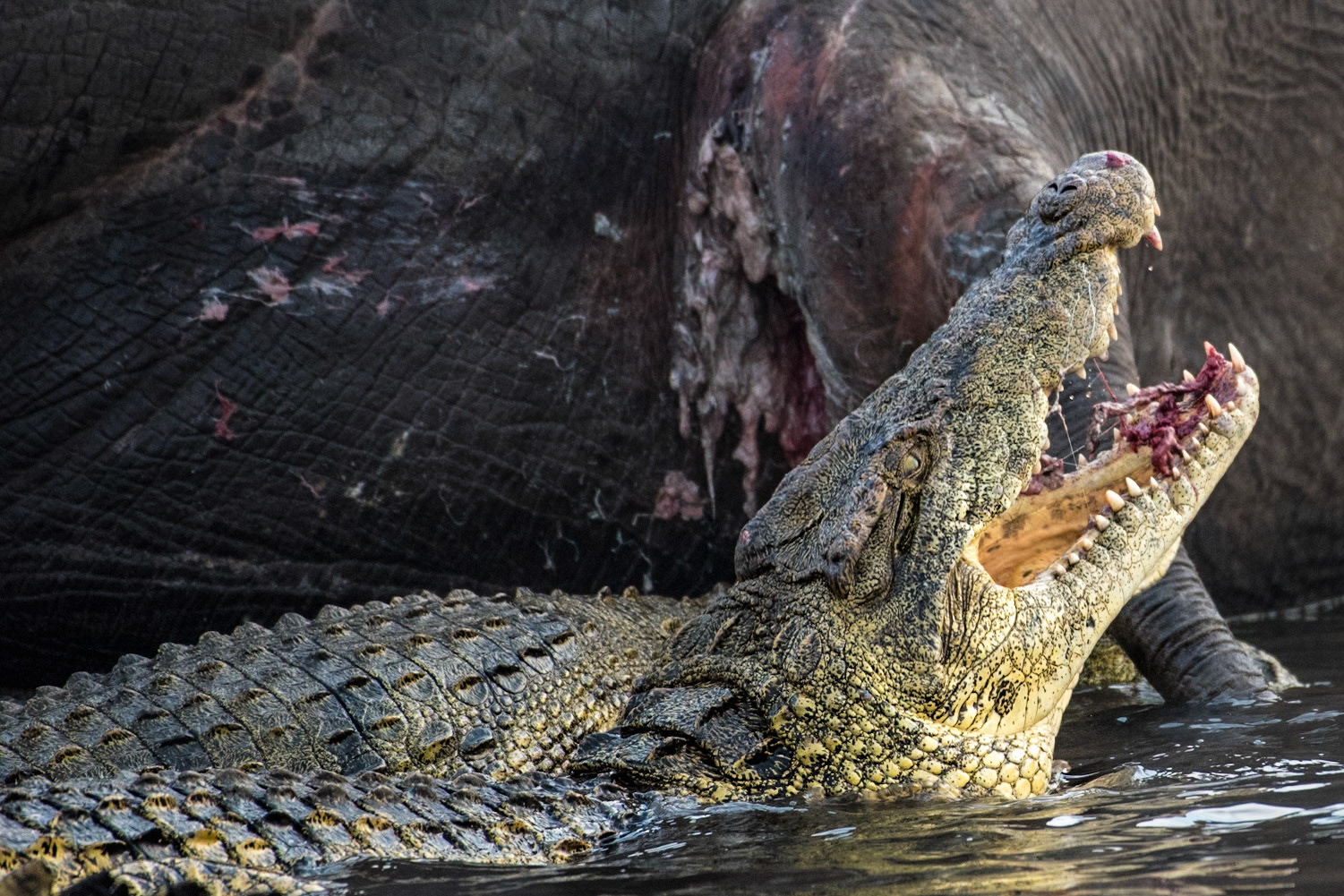 The answer from the question posted in Image 4: "One bite at a time." And down the hatch another bite goes.Nile Crocodile (Crocodylus niloticus)