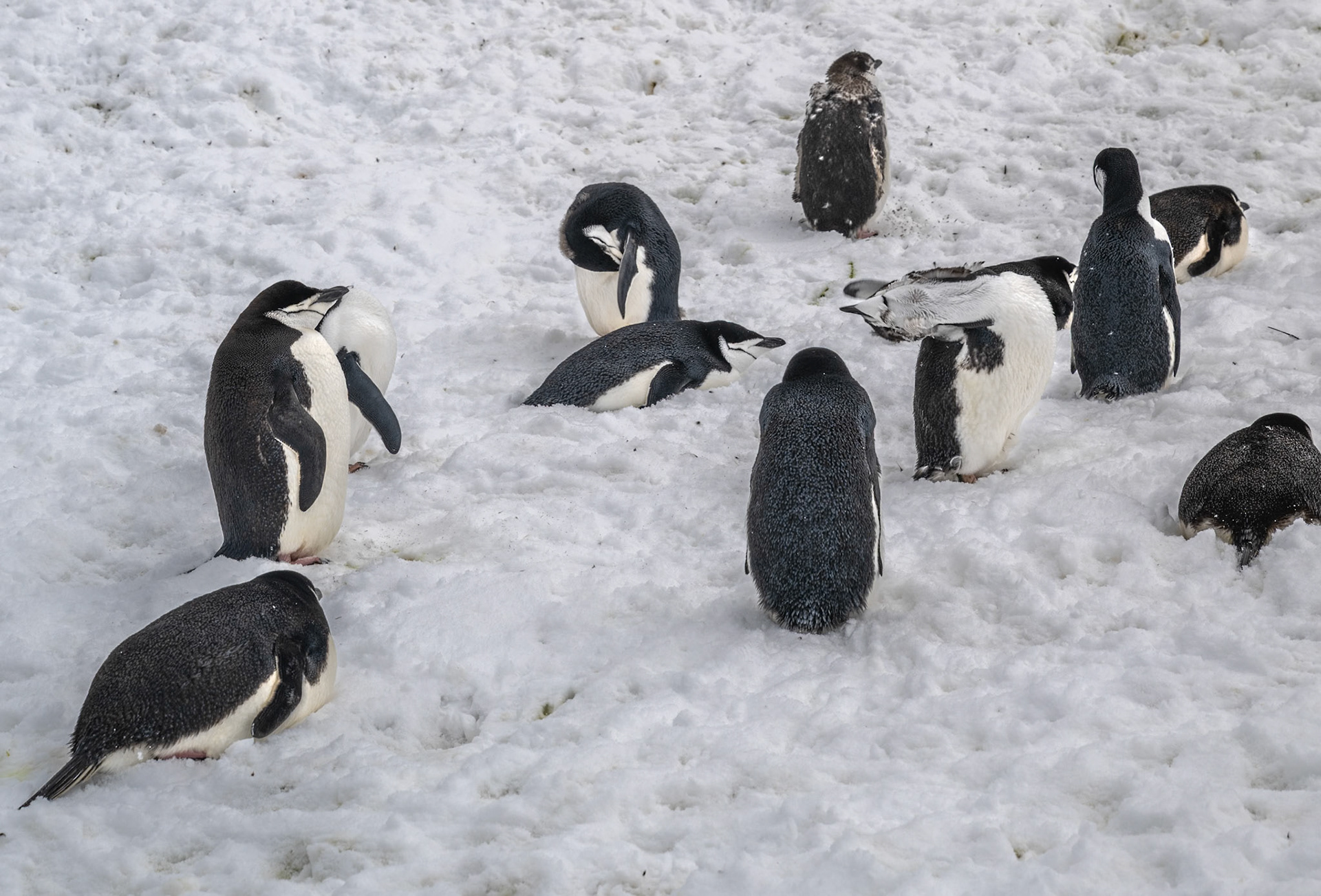 Chinstrap Penguins (Pygoscelis antarcticus) Wt 3.2-5.3kg, ht. 68-77cm. Generally best identified by its white face and black bill rather than the chinstrsp, which is potentiay difficult to see in the field, but readily visible in the model standing far left and laying center frame :-D