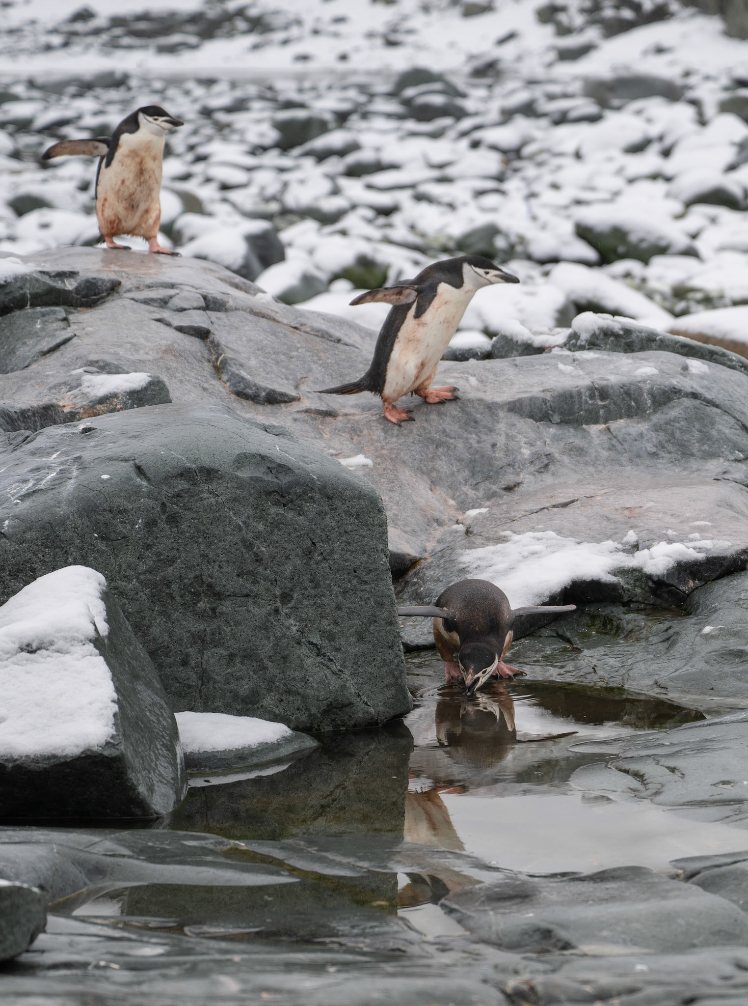 Why did the Chinstrap Penguin cross the rocks...
