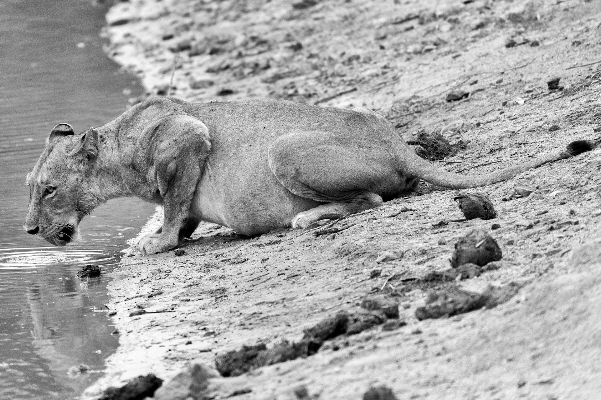 It's amazing how alert this female lion is even when grabbing a quick sip at the watering hole.
