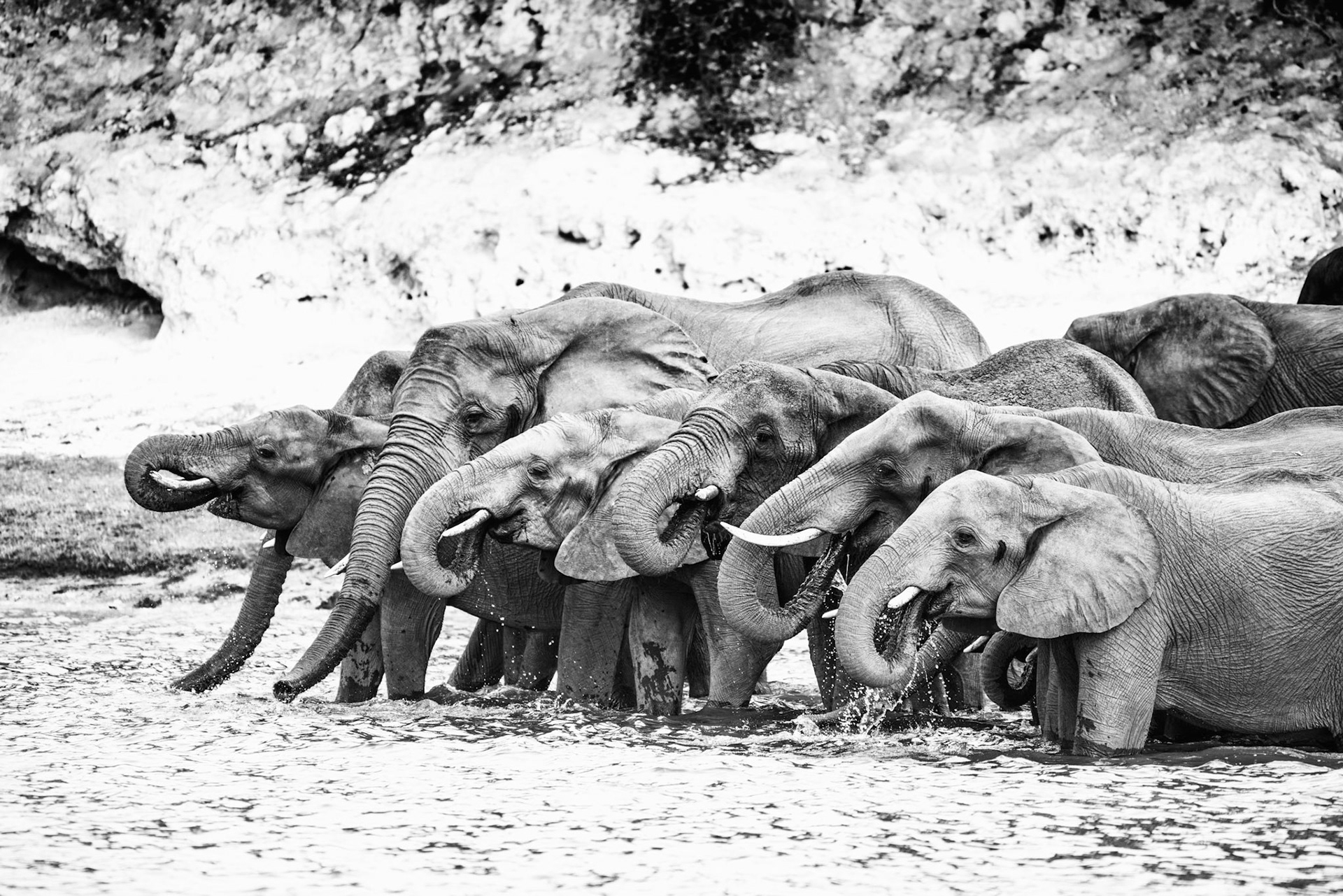A herd of elephants enjoys a drink in the Chobe River, Botswana.