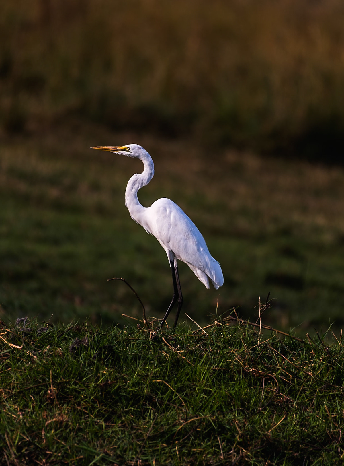 Great Egret (Ardea alba) Widely distributed around the globe, the egret has four subspecies found in Asia, Africa, the Americas, and southern Europe. As such it has a familiar look to many bird watchers from around the world.