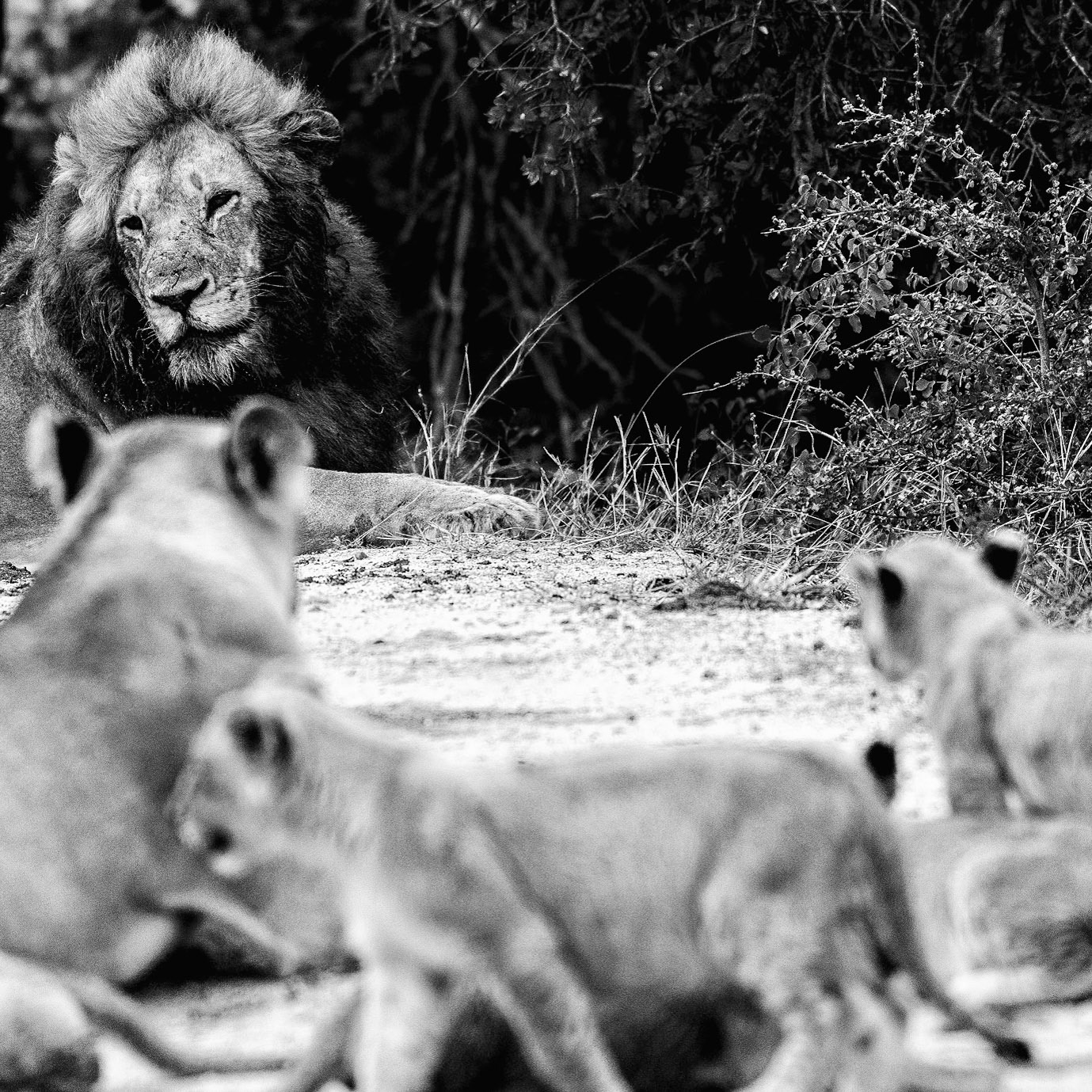 Big daddy hangs out with his pride by the watering home.