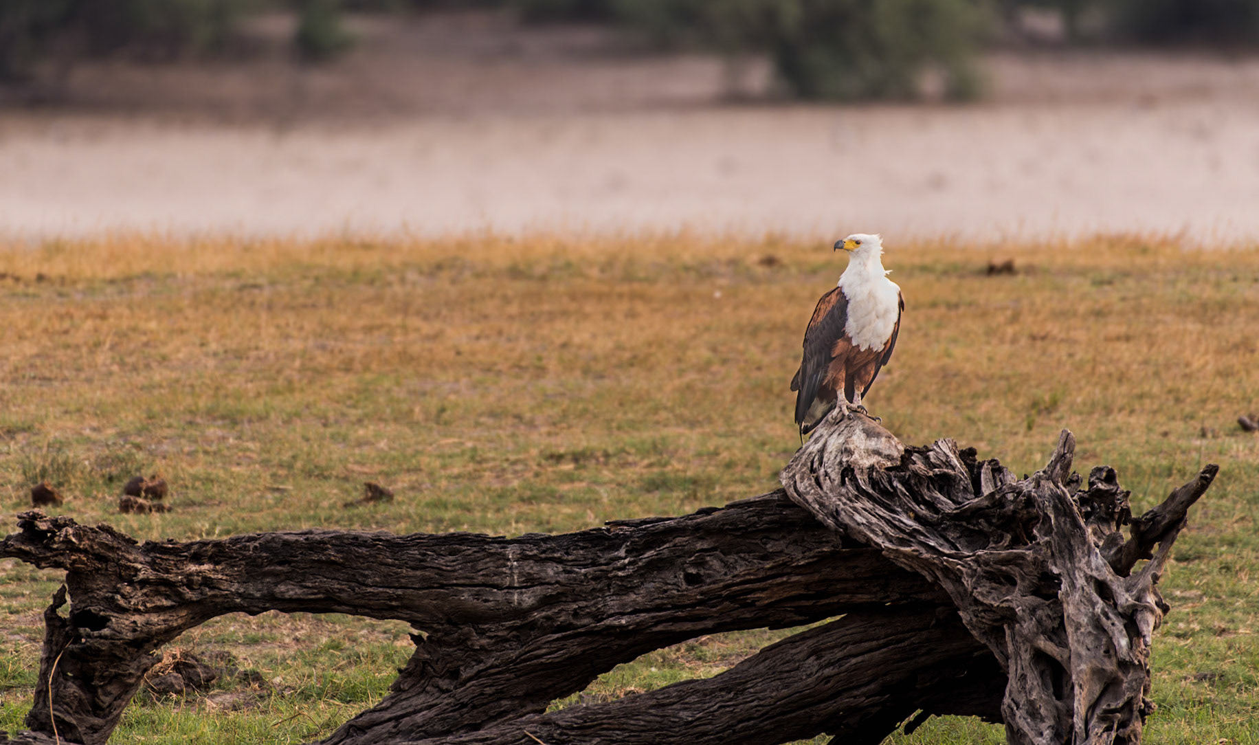Botswana: African Fish Eagle (Haliaeetus vocifer) deciding on where it might start lookig for its next meal