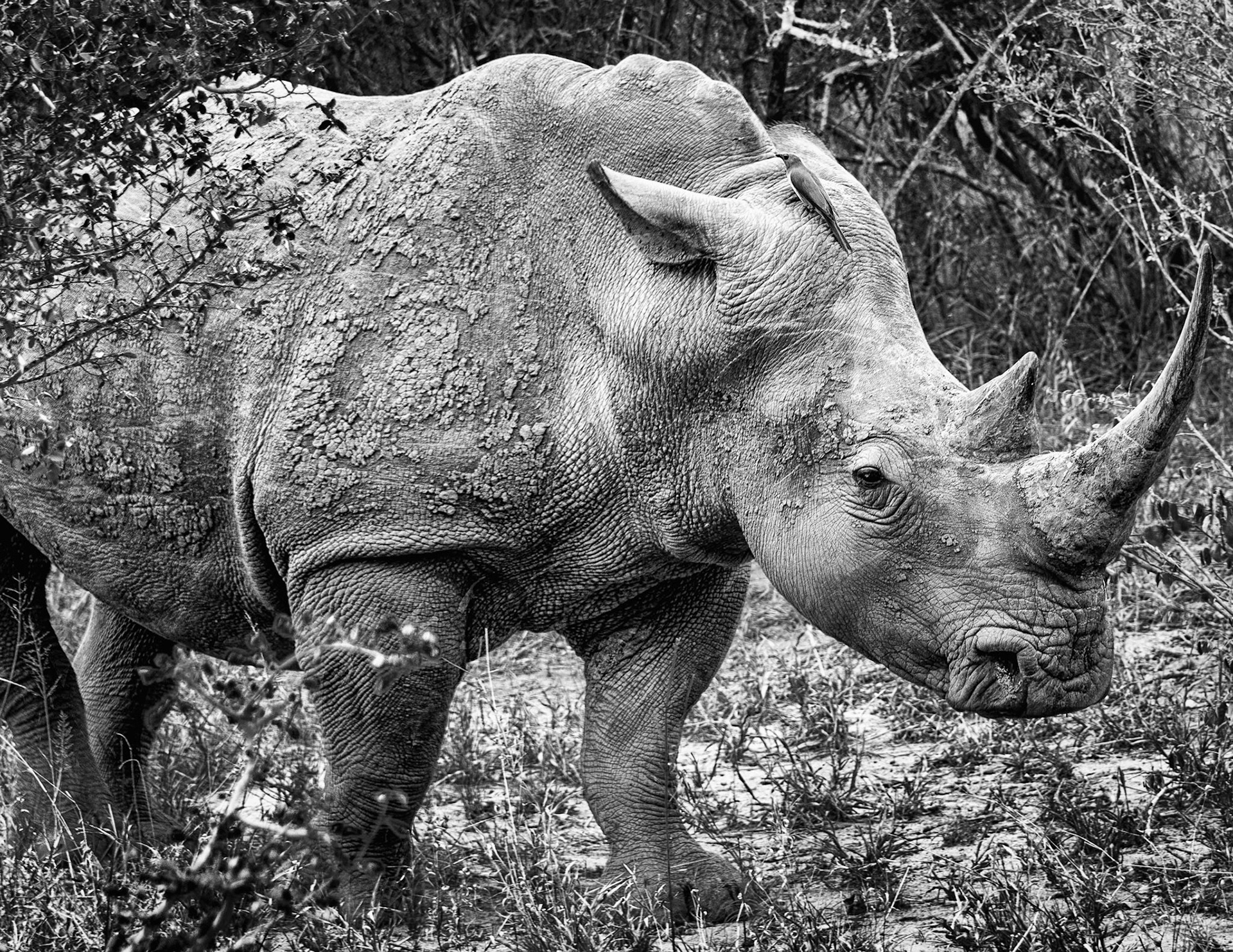 Southern white rhinoceros or square-lipped rhinoceros (Ceratotherium simum) - ThornyBush Private Game Preserve, South Africa