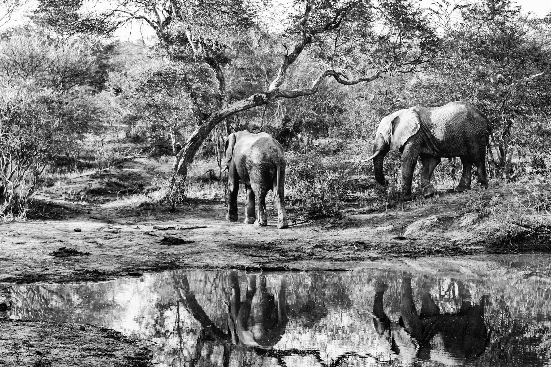 Every watering hole, large or small, has visitors. I liked the reflection of the elephants as they casually paid us no heed.