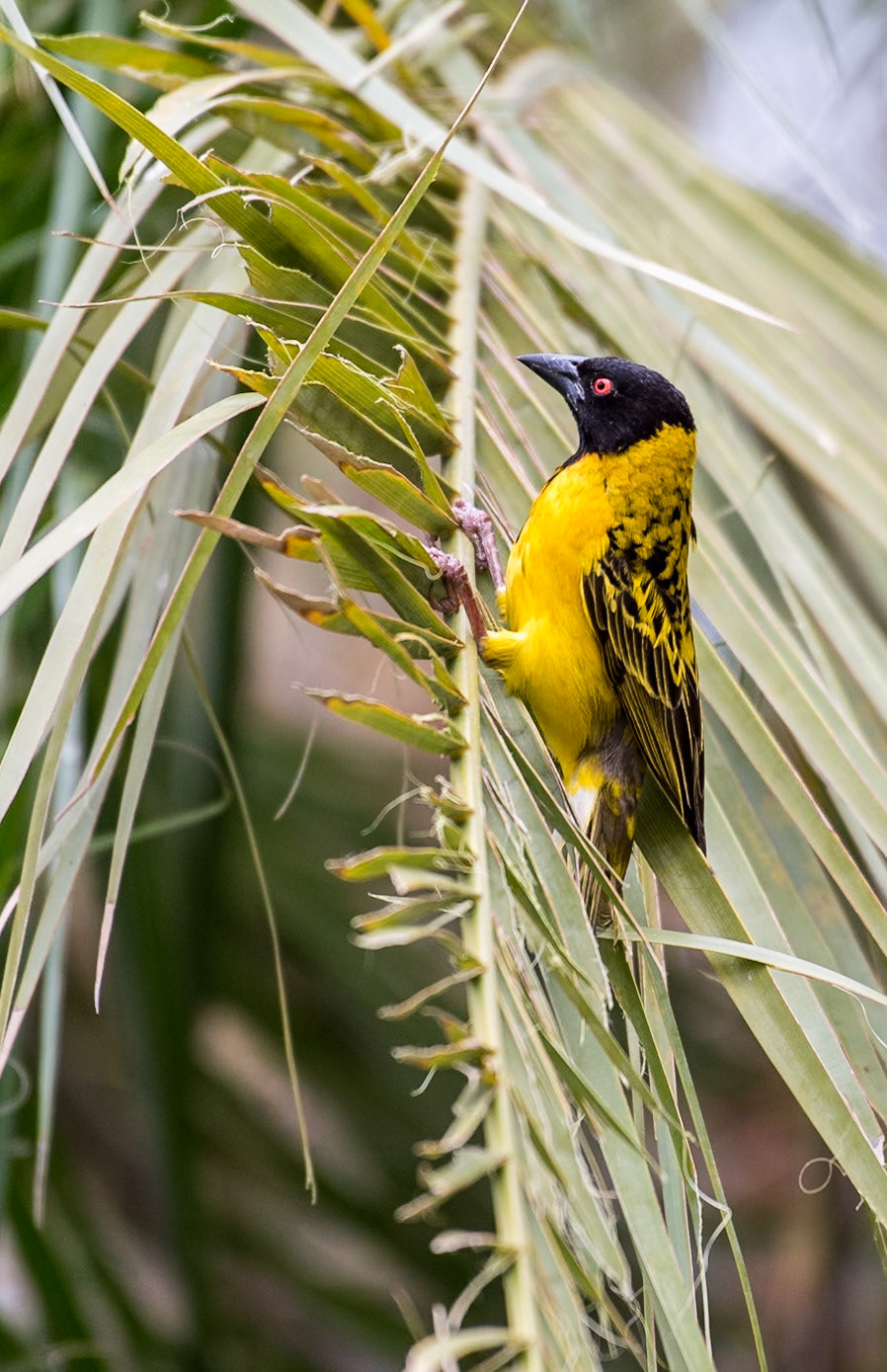 Southern Masked Weaver (Ploceus velatus)The acrobatics involved in building the nests are impressive. Here's a few shots of that process.