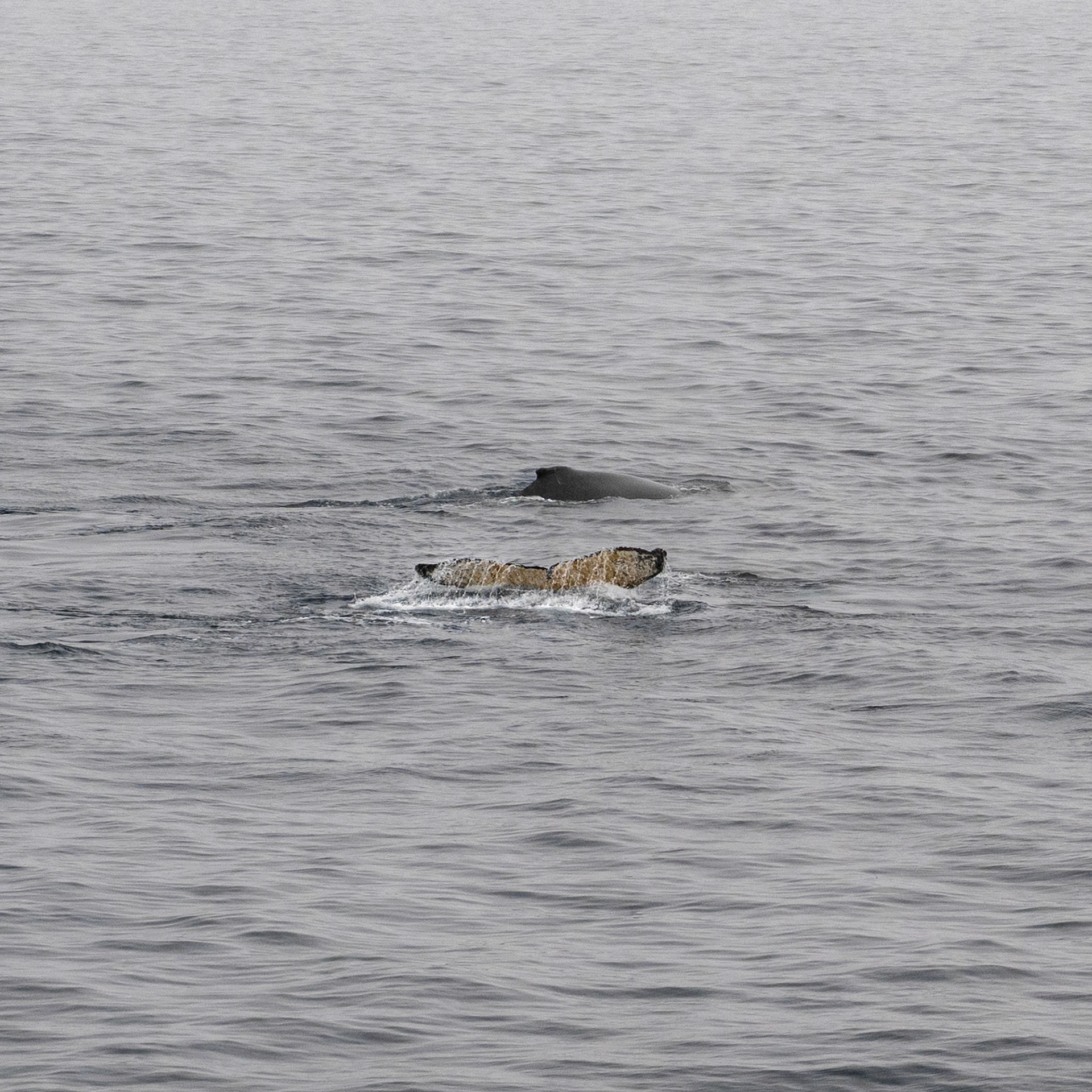 The fluke of each whale is distinct acting as key ID tag.., akin to a whale fingerprint