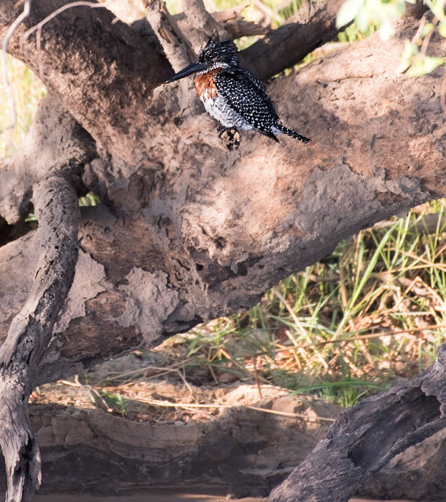 KIimbabwe: The red tufts on the upper chest indicate this is a male Giant Kingfisher (Megaceryle maxima)