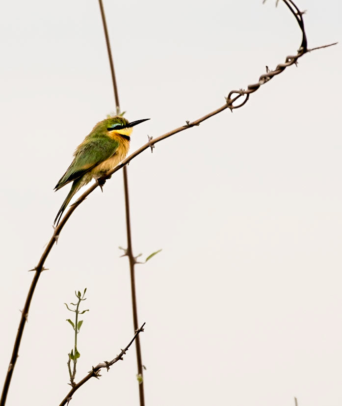 Little Bee-Eater (Merops pusillus) They feed on flying insects especially bees, wasps and hornets. They hawk insects aerially and then return to the perch to beat them to death.