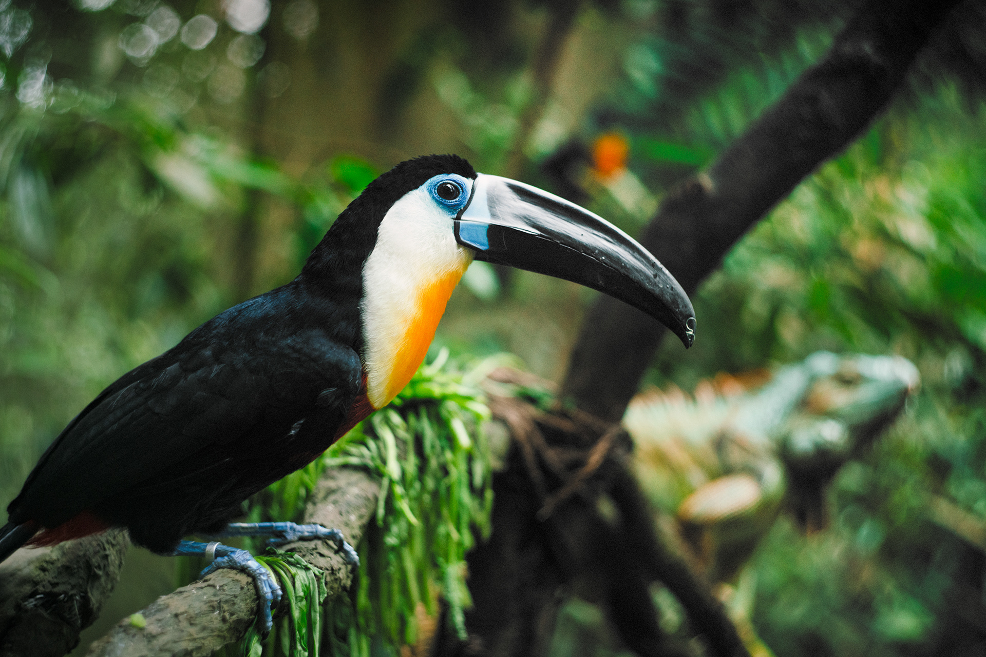 Singapour Zoo, 2018