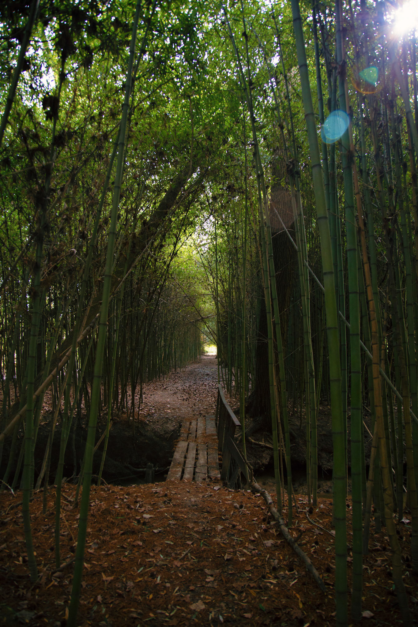 Content for social networks