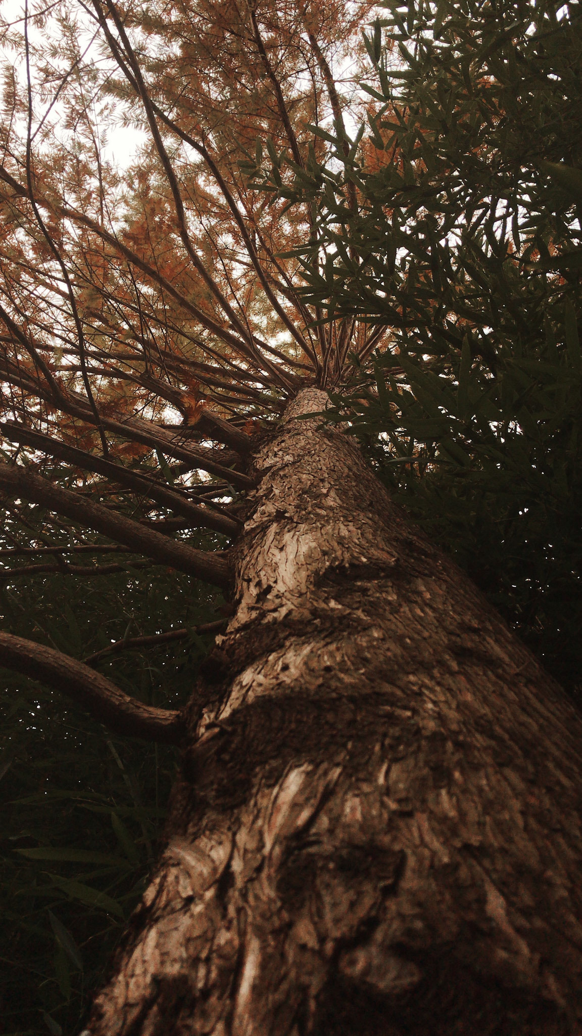 Content for social networks