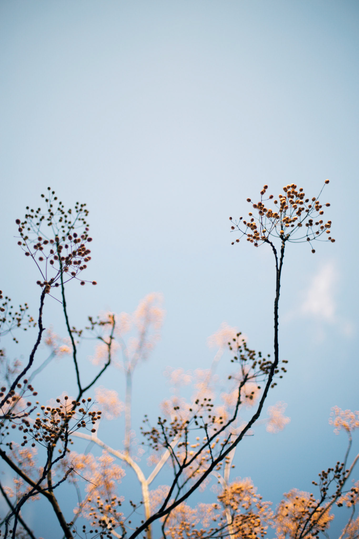 Content for social networks