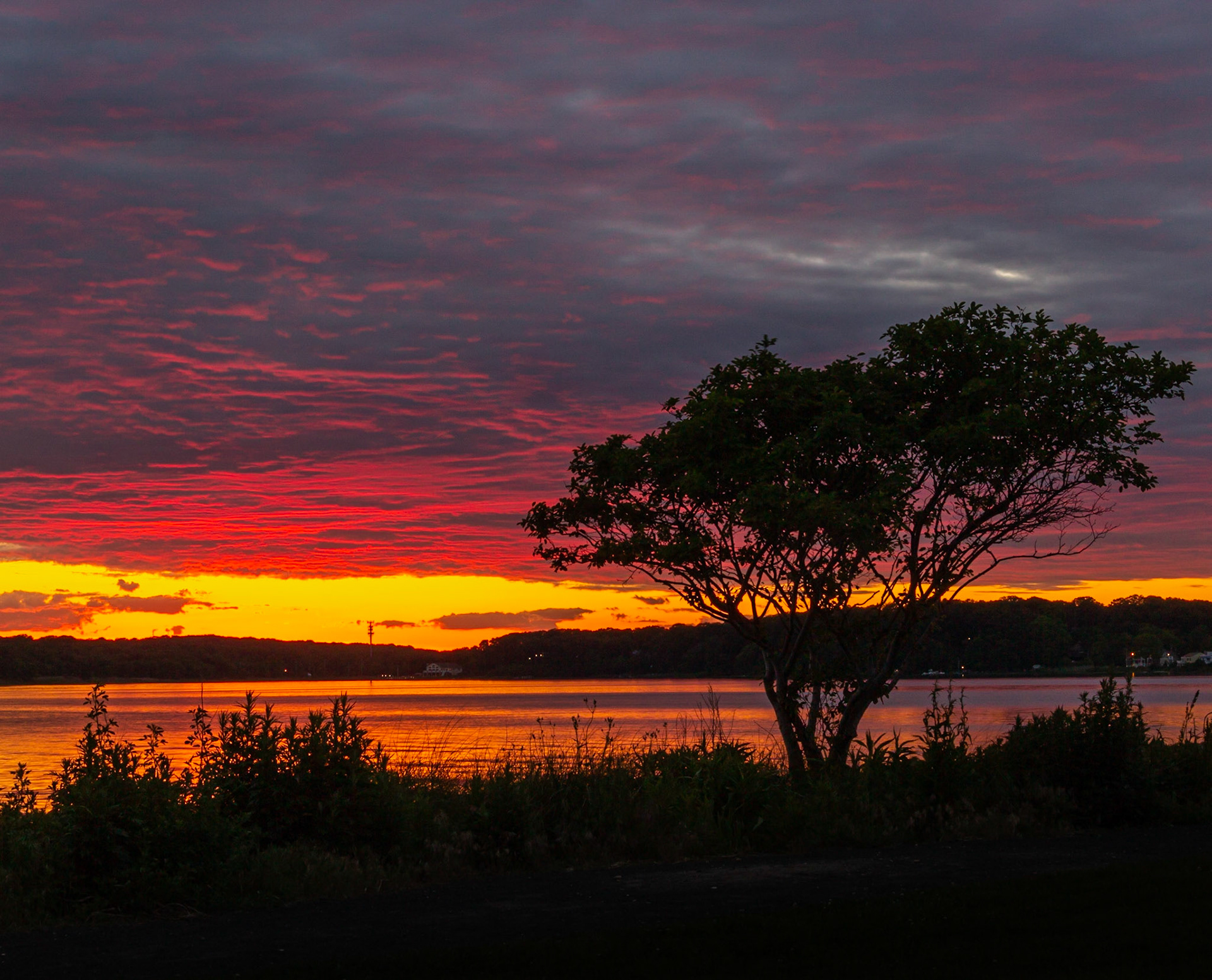 Sunset - Tree Silhouette - Maclearie Park, Belmar, New Jersey