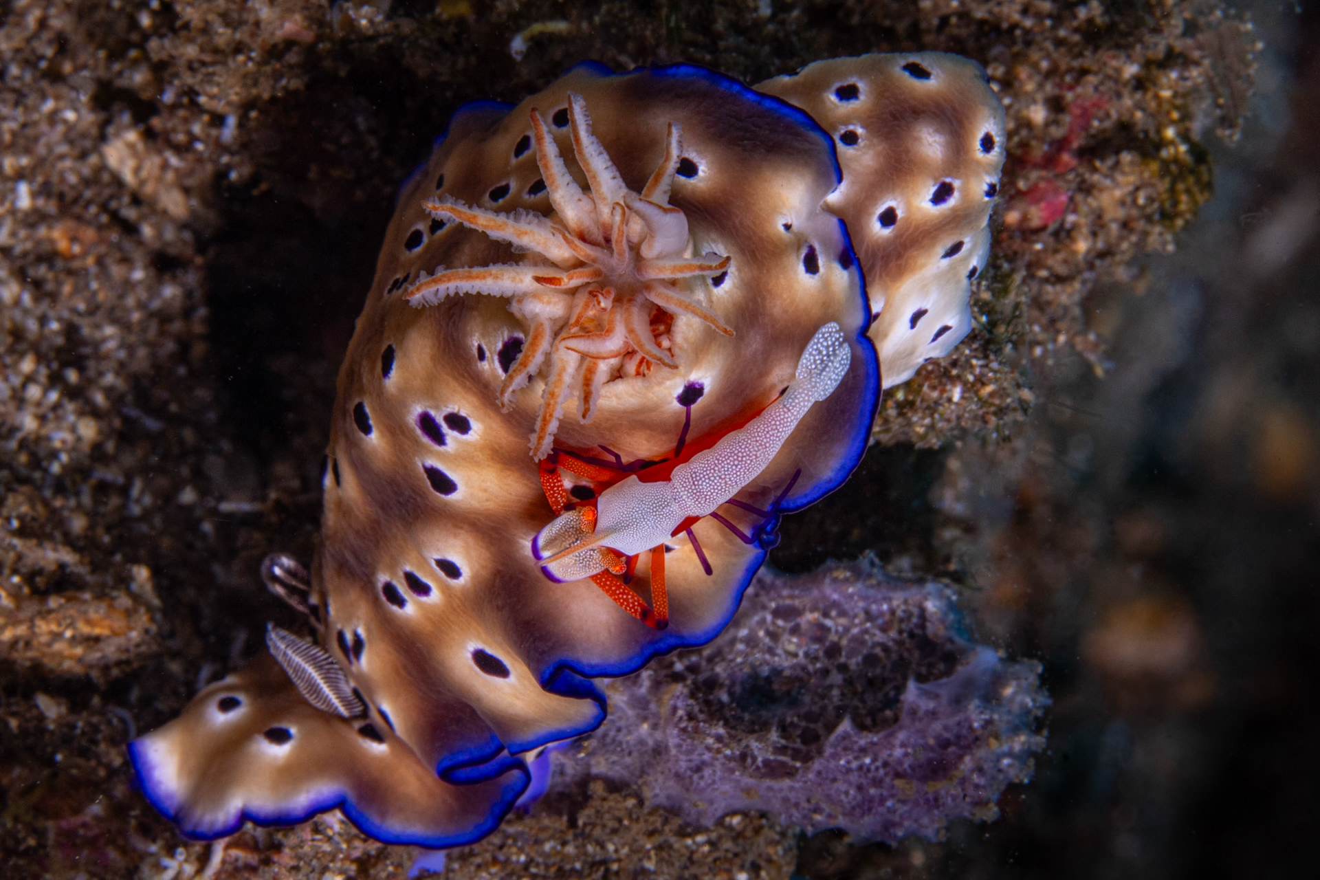 Emperor Shrimp on Chromodoris Leoparda