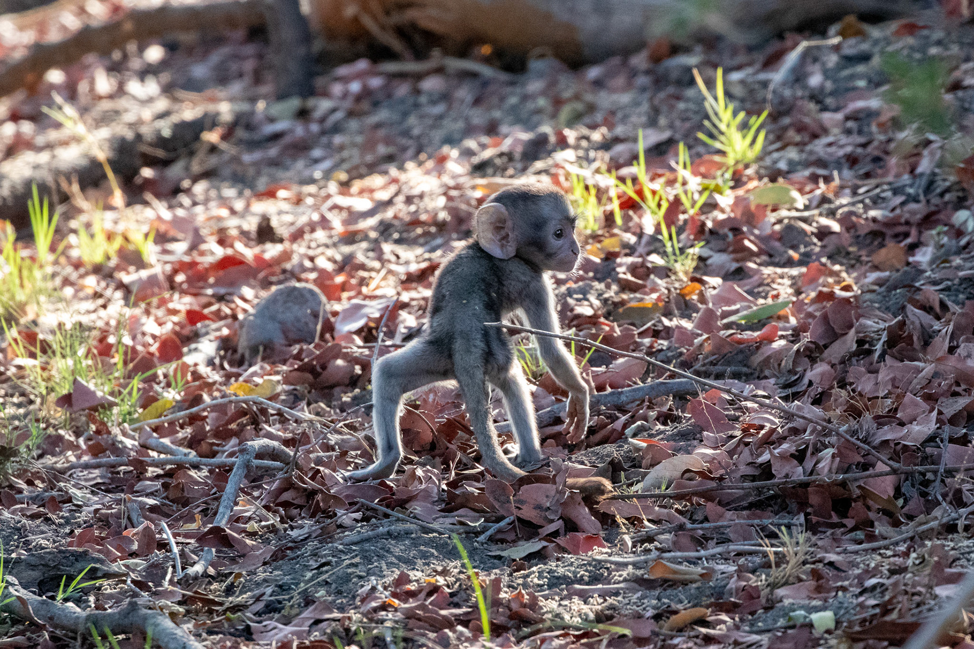 Baby Baboon