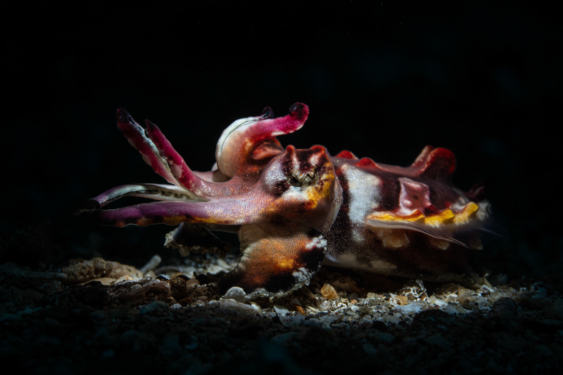 Flambuoyant Cuttlefish