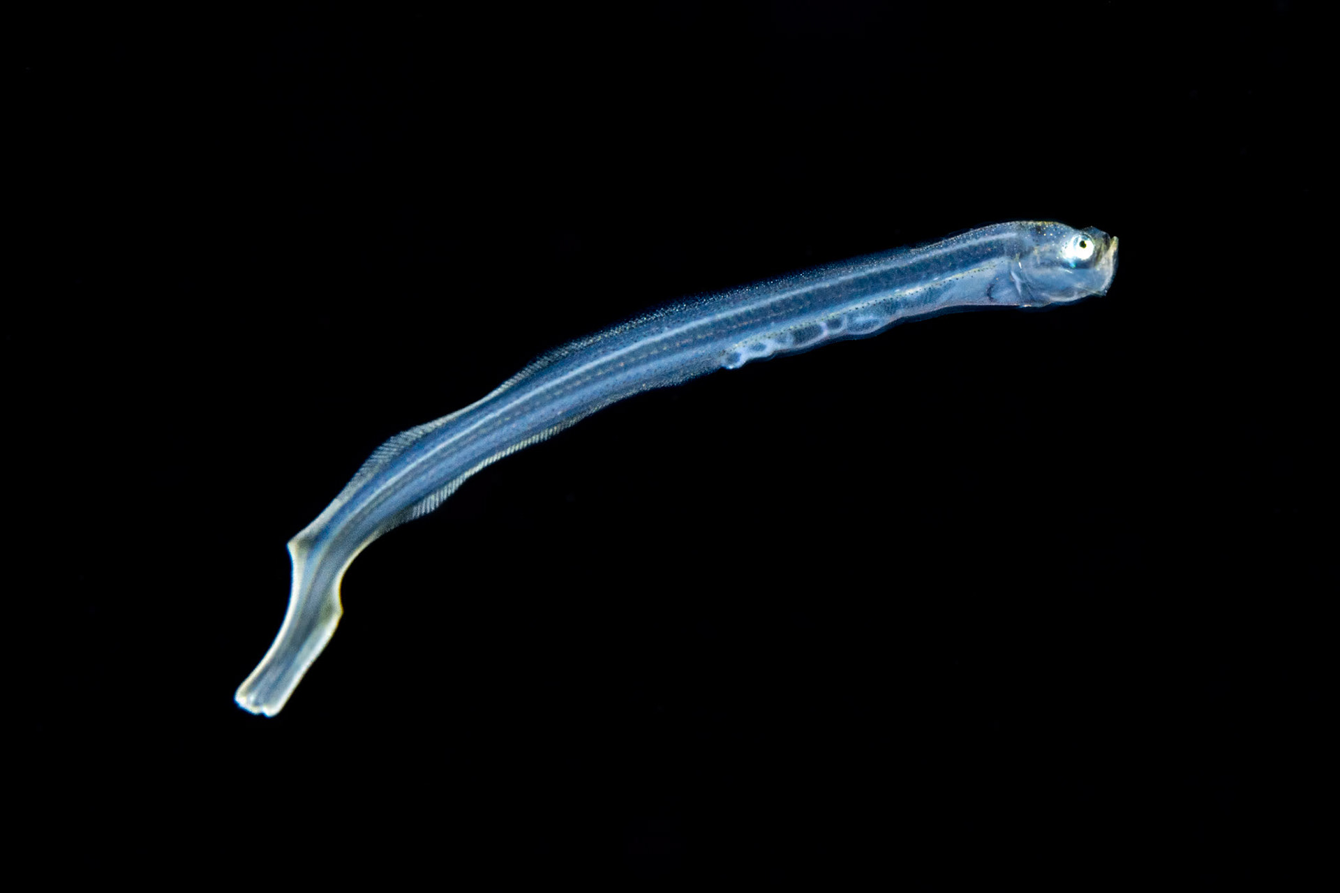 Brotula on Blackwater Dive