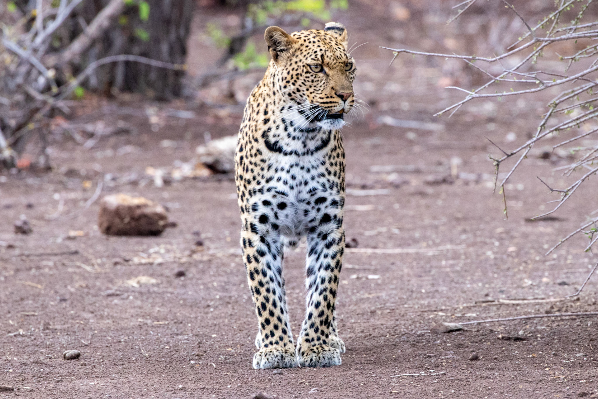 Leopard