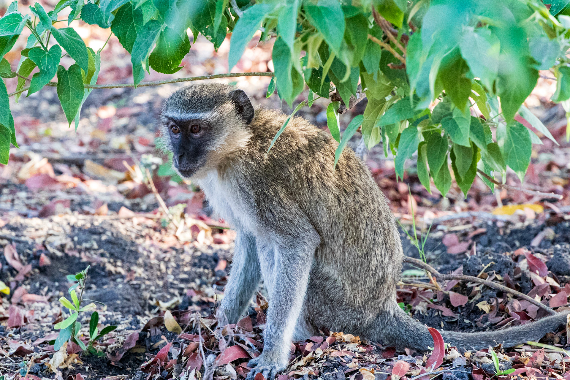 Vervet Monkey