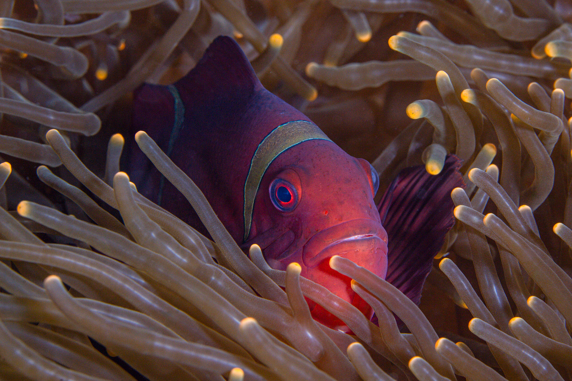 Red Saddleback Anemonefish (Amphiprion ephippium)