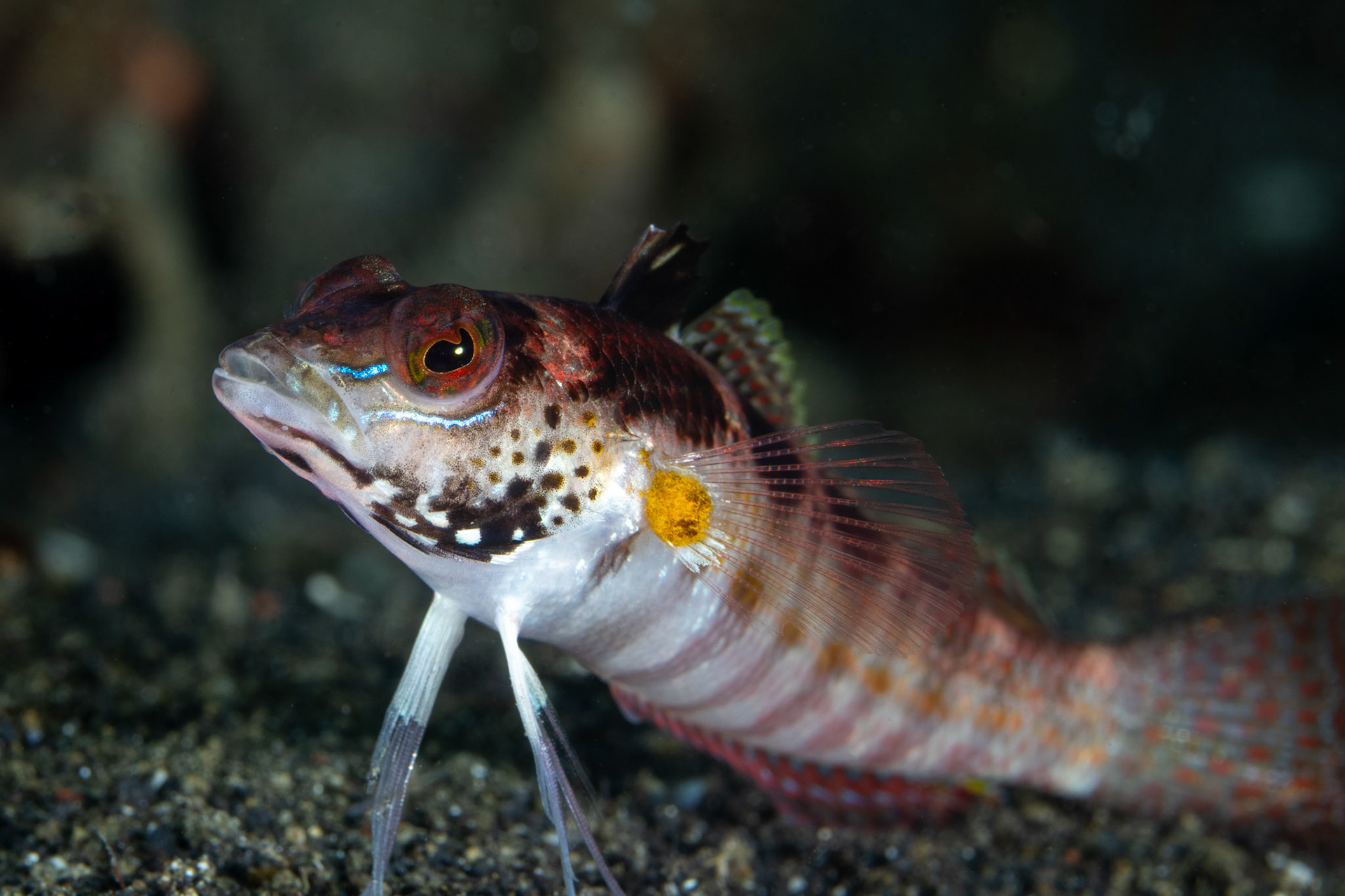 Triplefin Blenny
