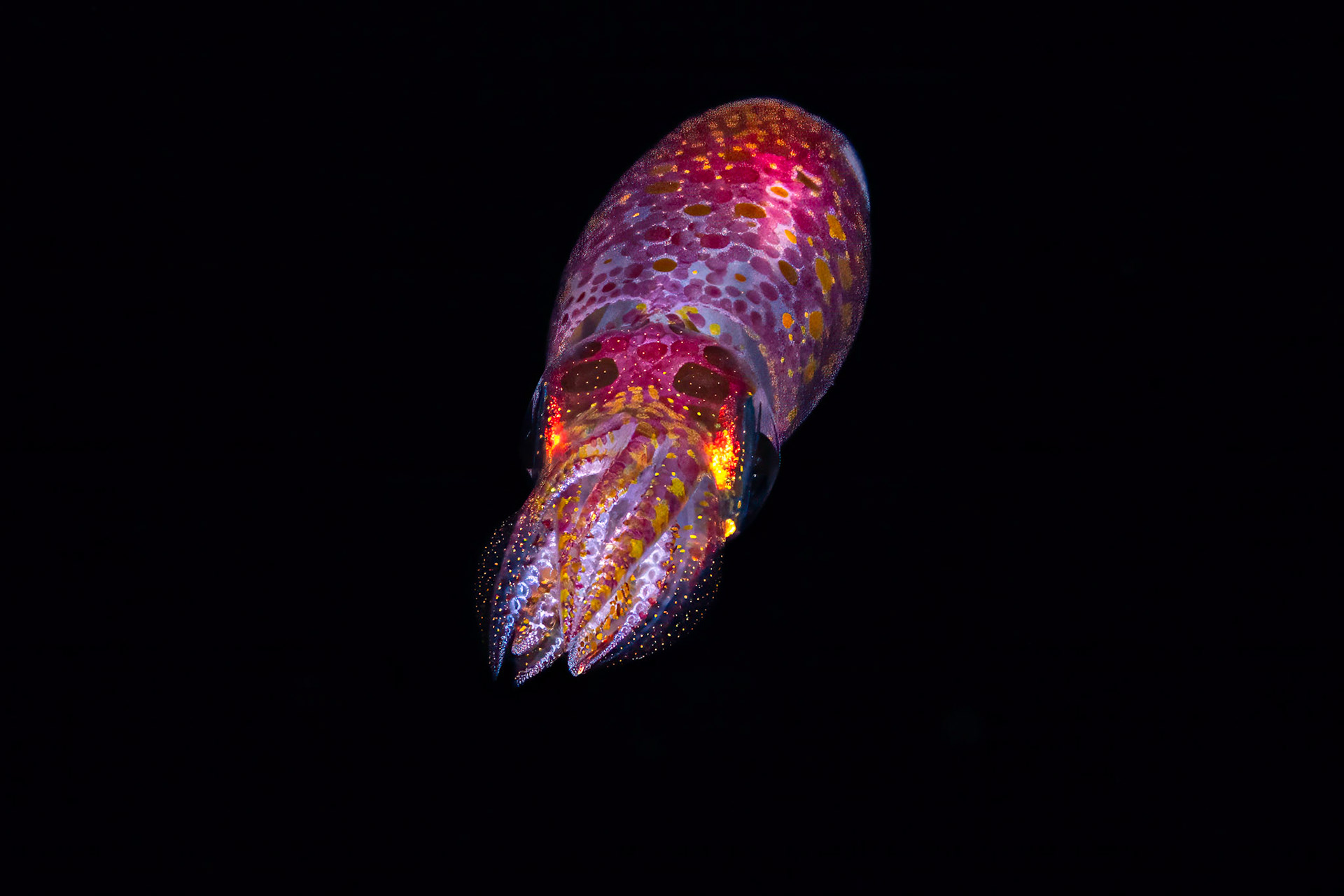 Juvenile squid on Blackwater Dive