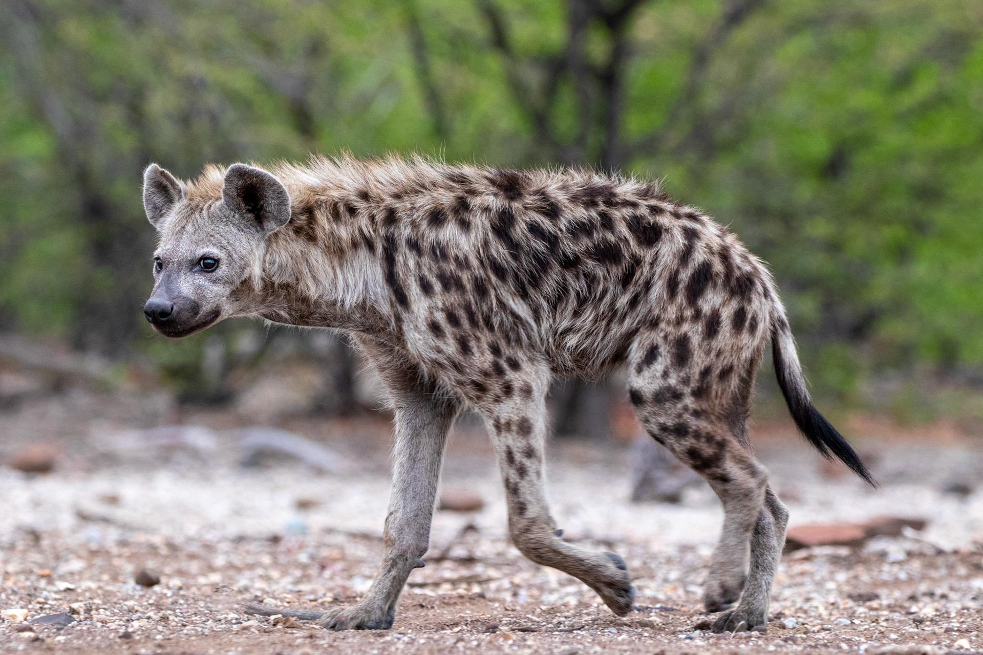 Hyena