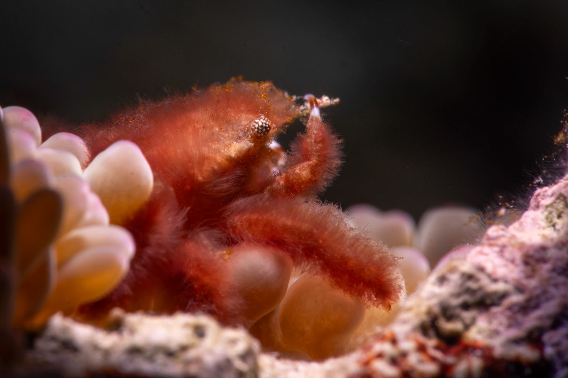 Banded Clinging Crab