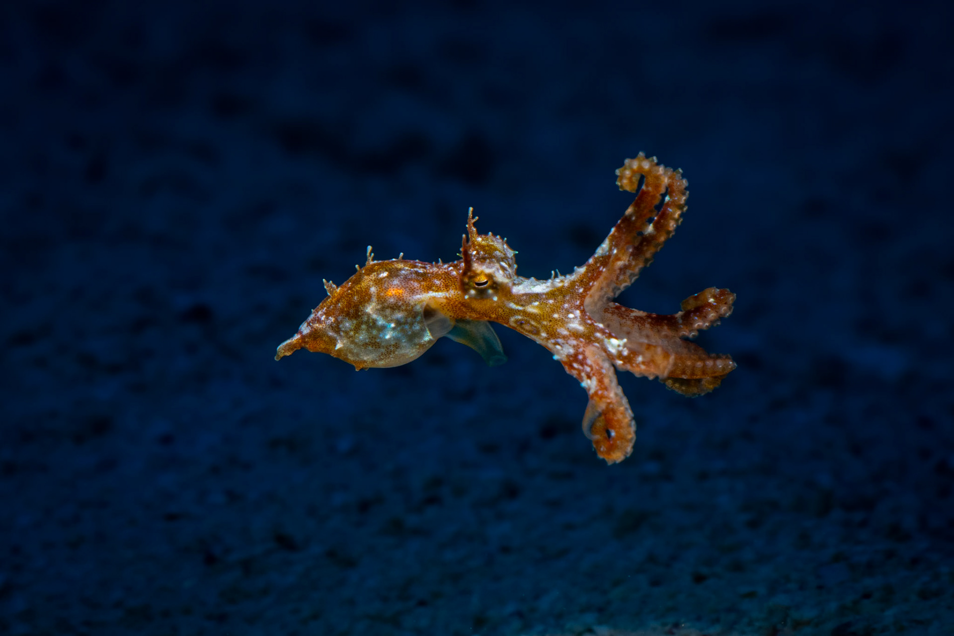 Baby Long Armed Octopus