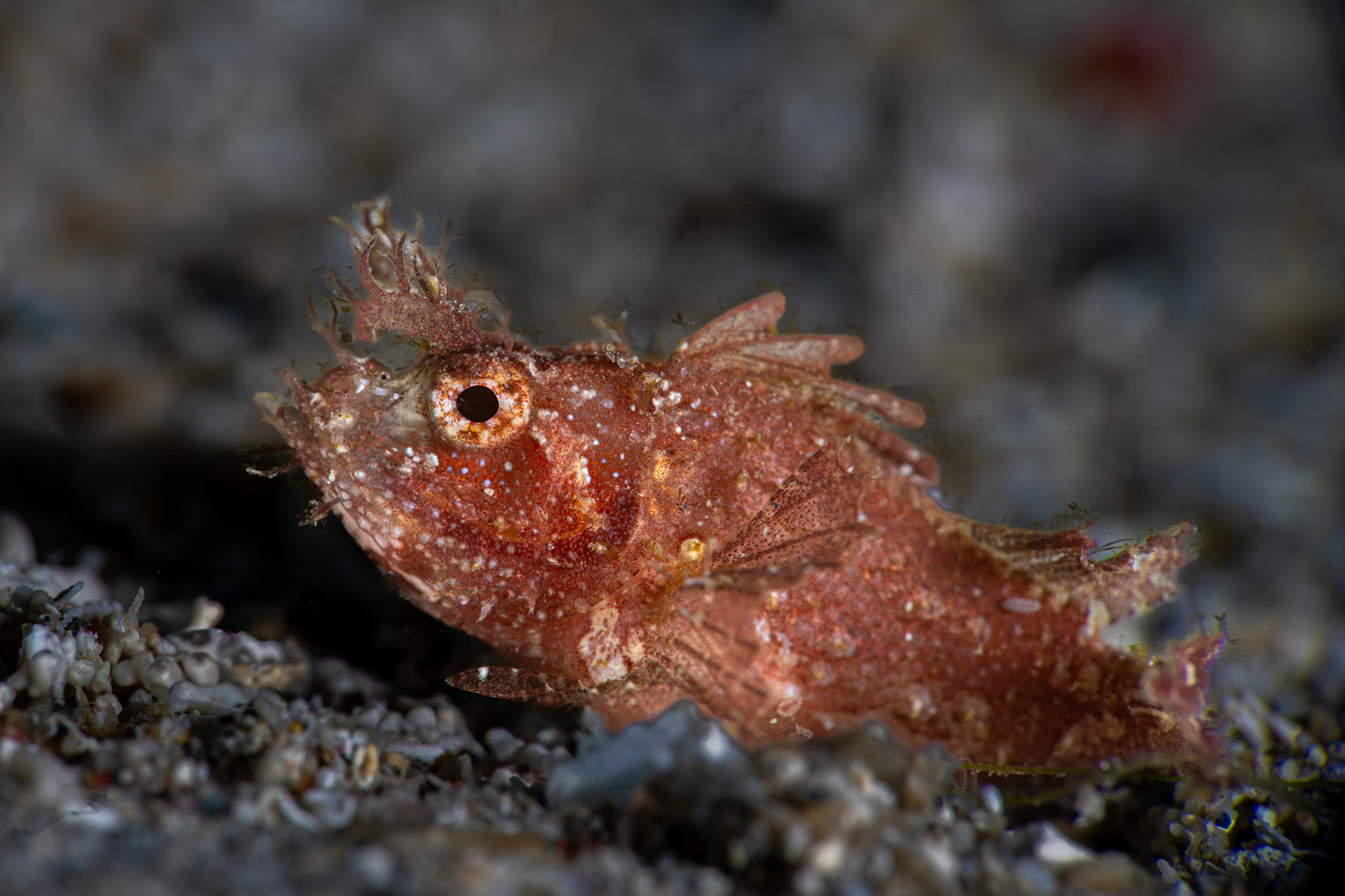 Ambon Scorpionfish