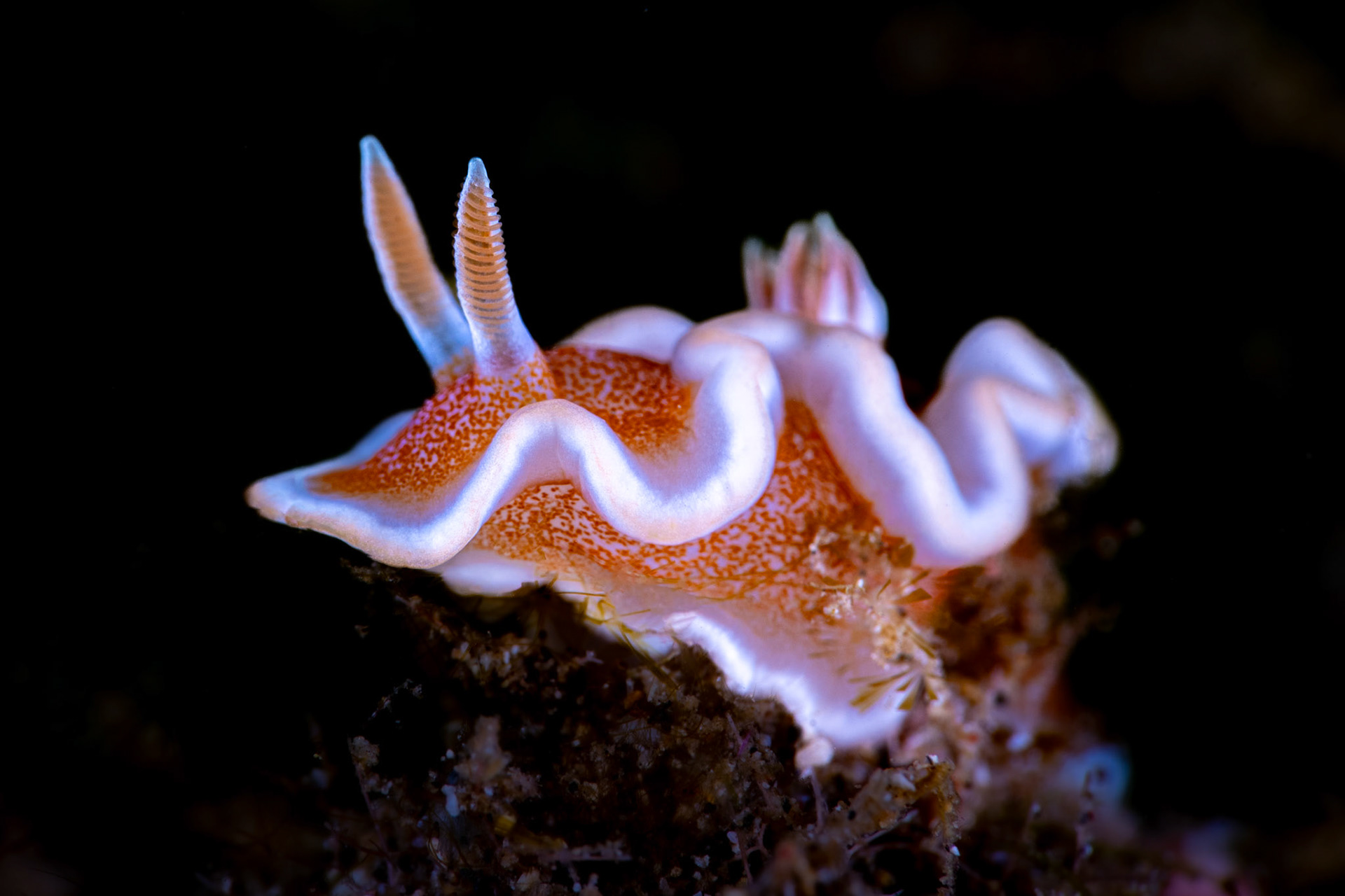 Chromodorididae Durvilledori