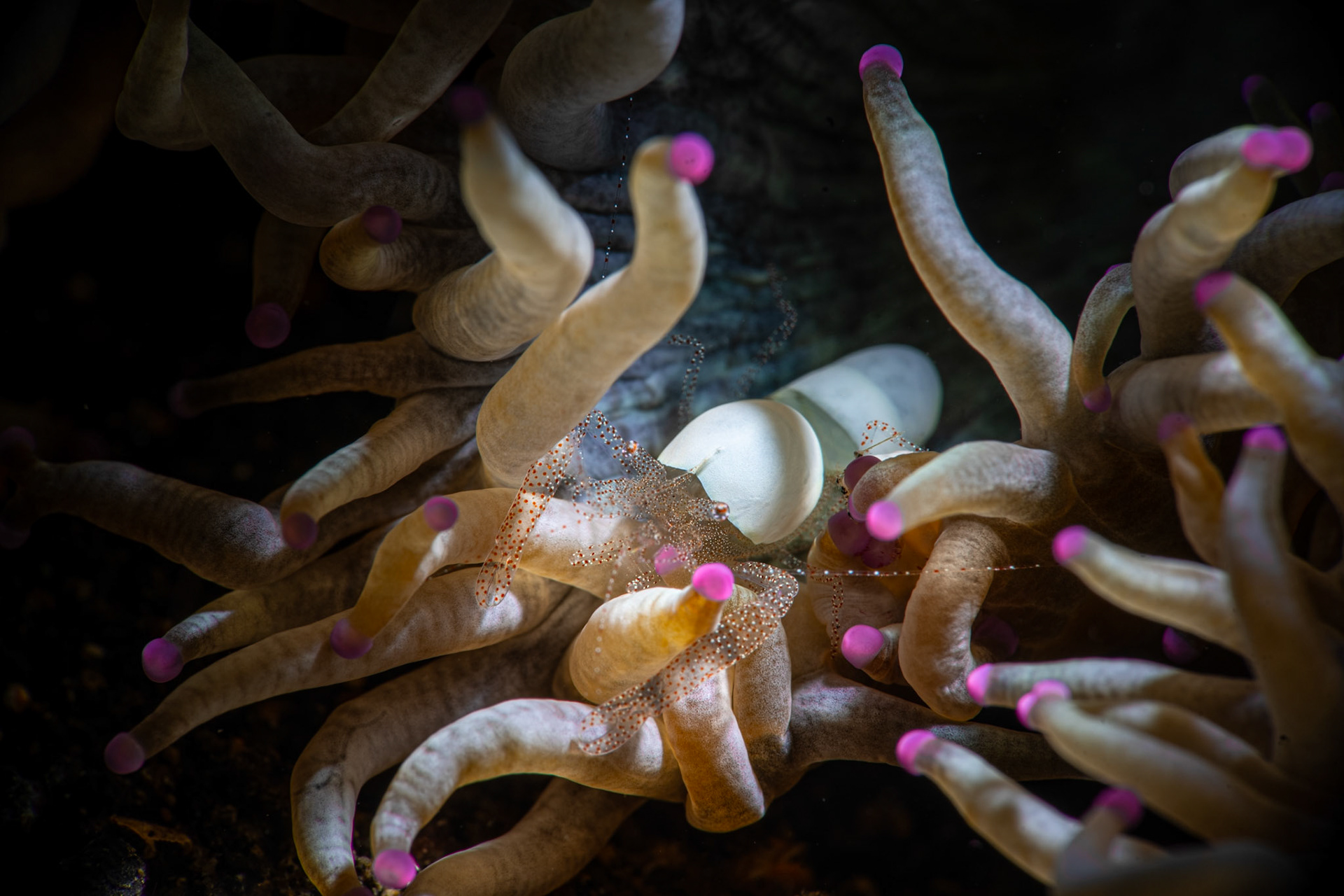 Egg Shell Shrimp (Hamopontonia corallicola)