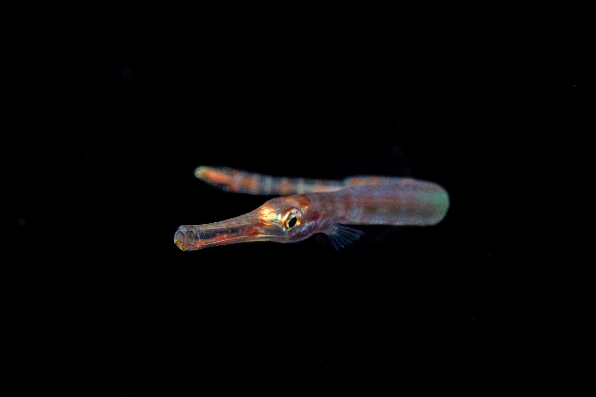 Coronet fish on Blackwater Dive