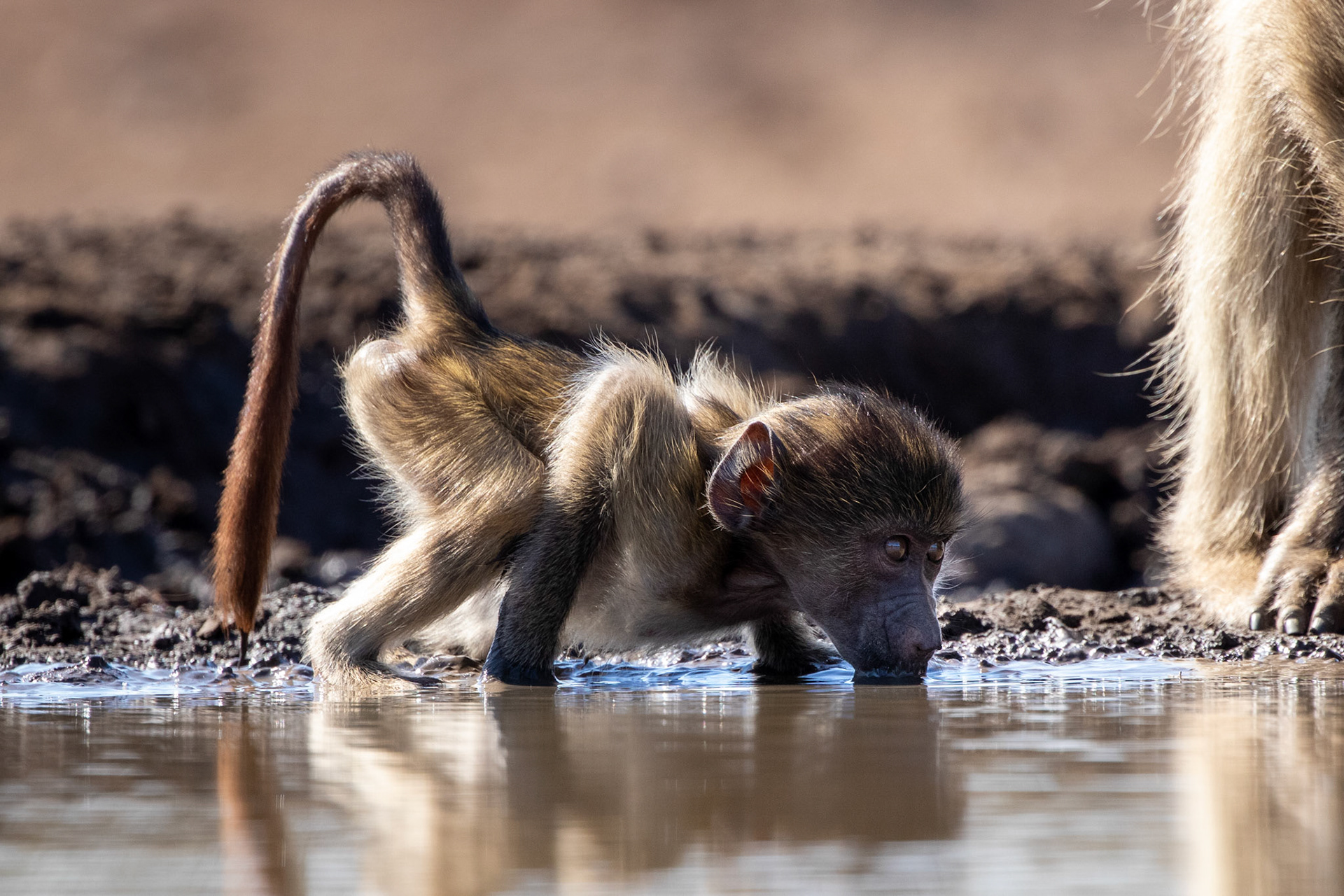 Baby Baboon