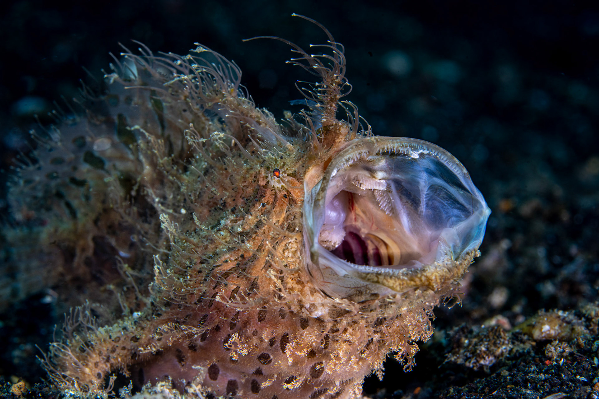 Hairy Frogfish